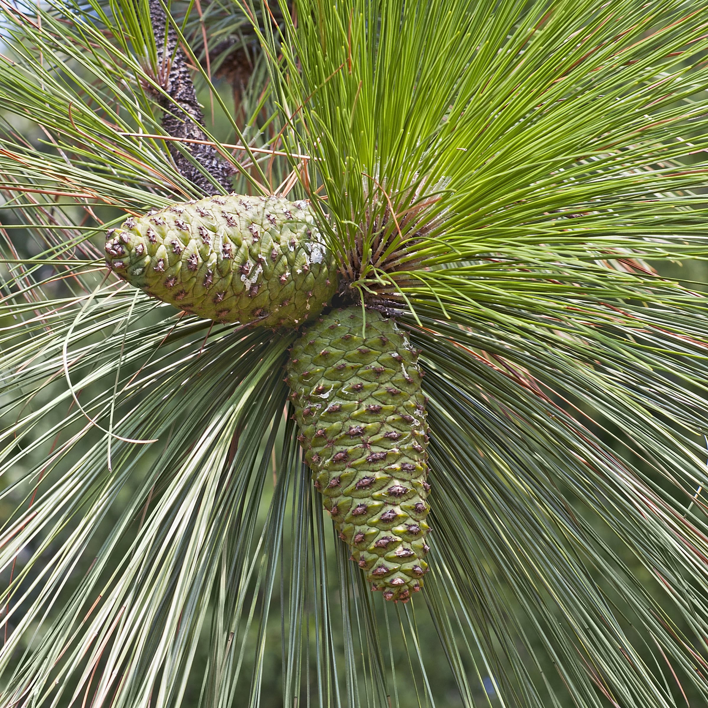 National Plant Network LW7084 trees - View #2
