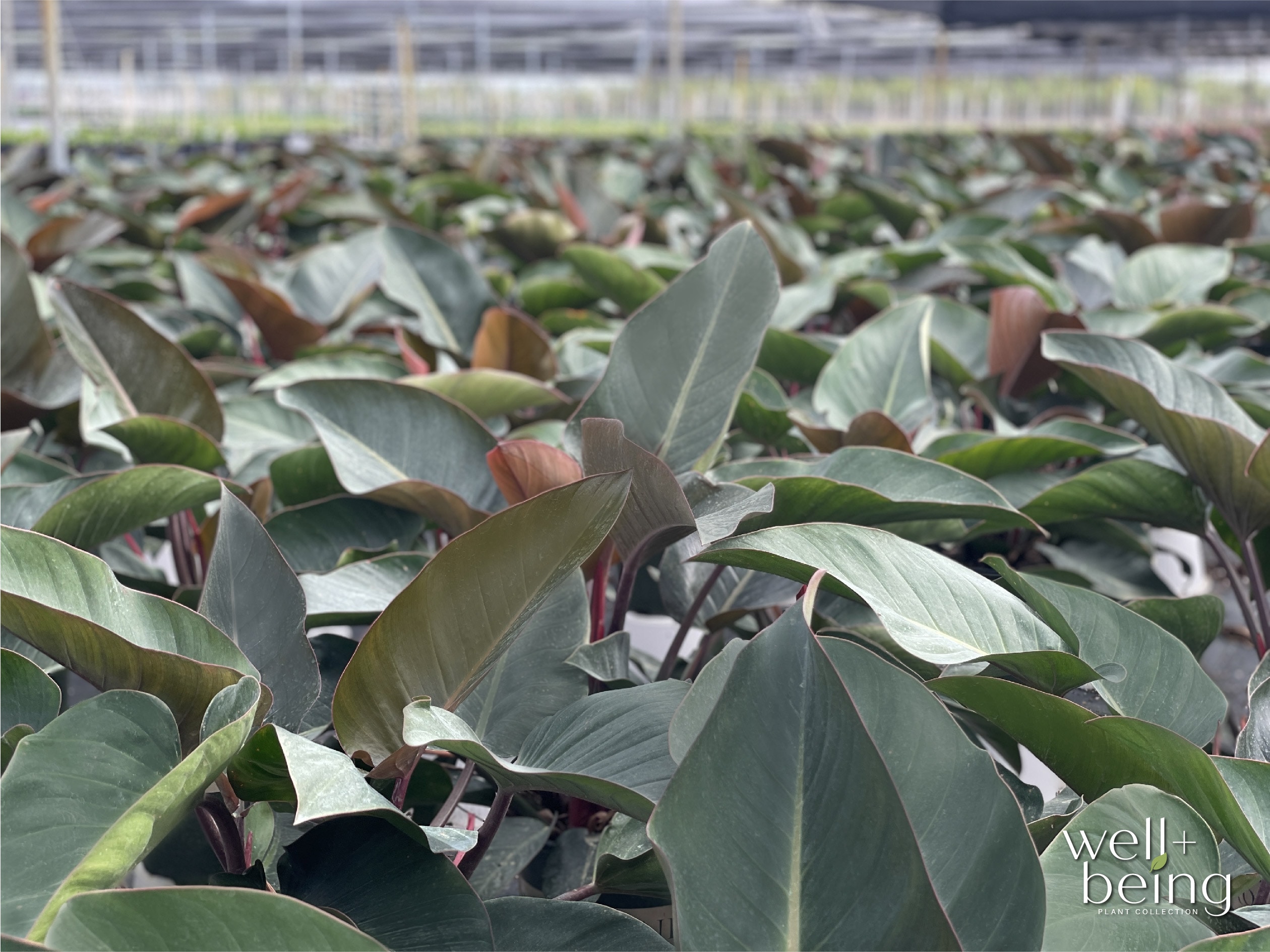  5649 hseplants - View #4