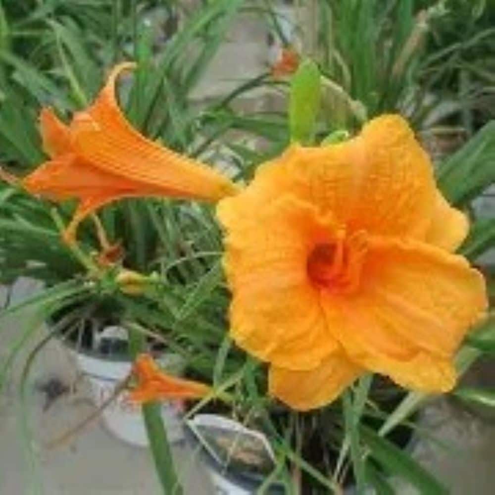 Monrovia NURSERY Multicolor Daylily Plant in 2.5 -Quart Pot 1 -Pack