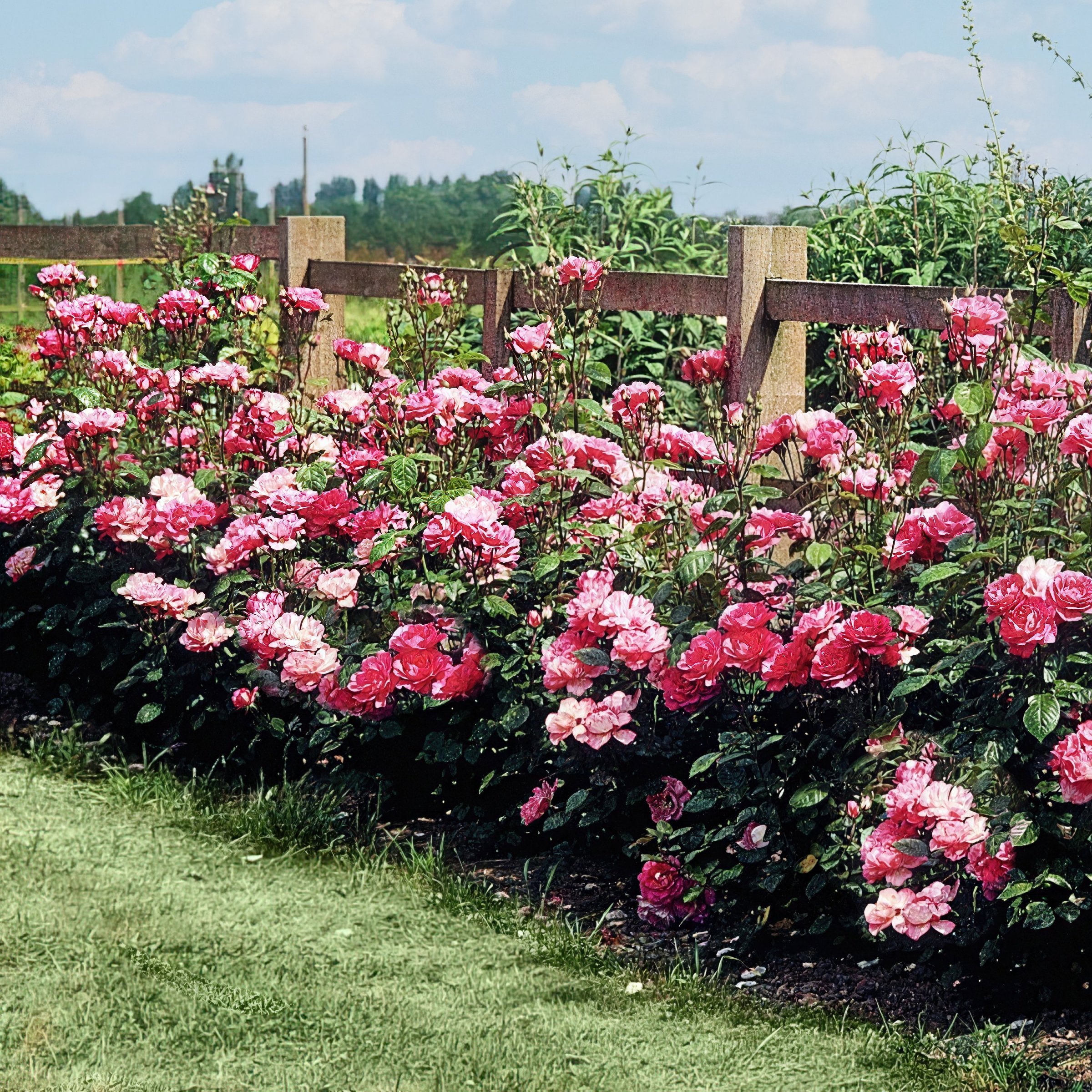 National Plant Network LW2570 roses - View #9