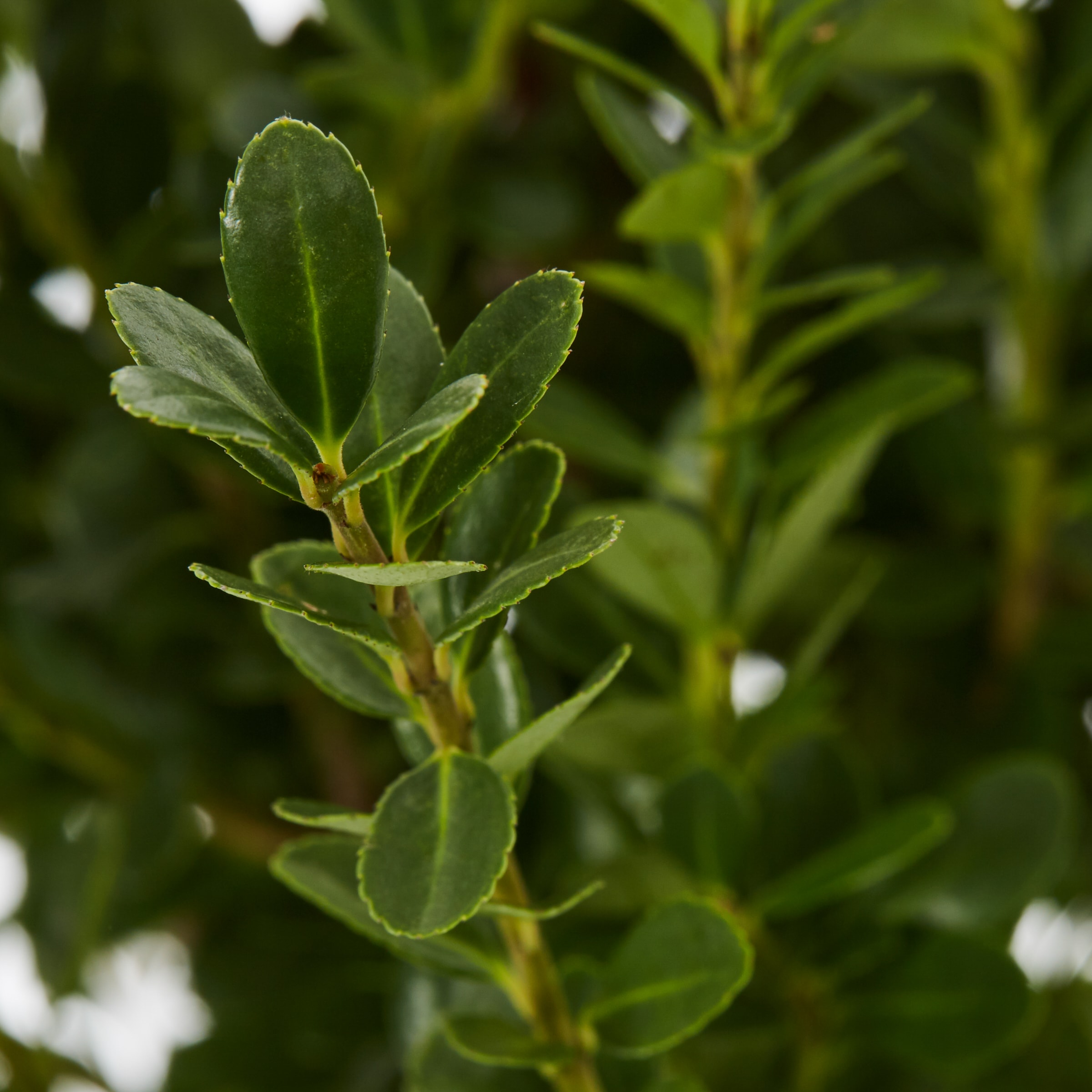 Lowe's NURSERY shrubs - View #2
