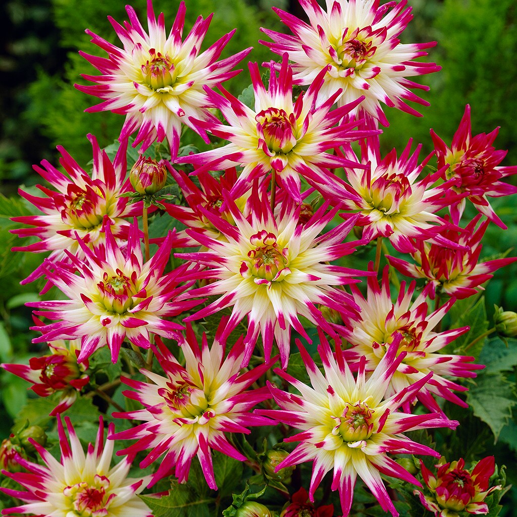 Dahlias Hayley Jane Plants, Bulbs & Seeds at Lowes.com