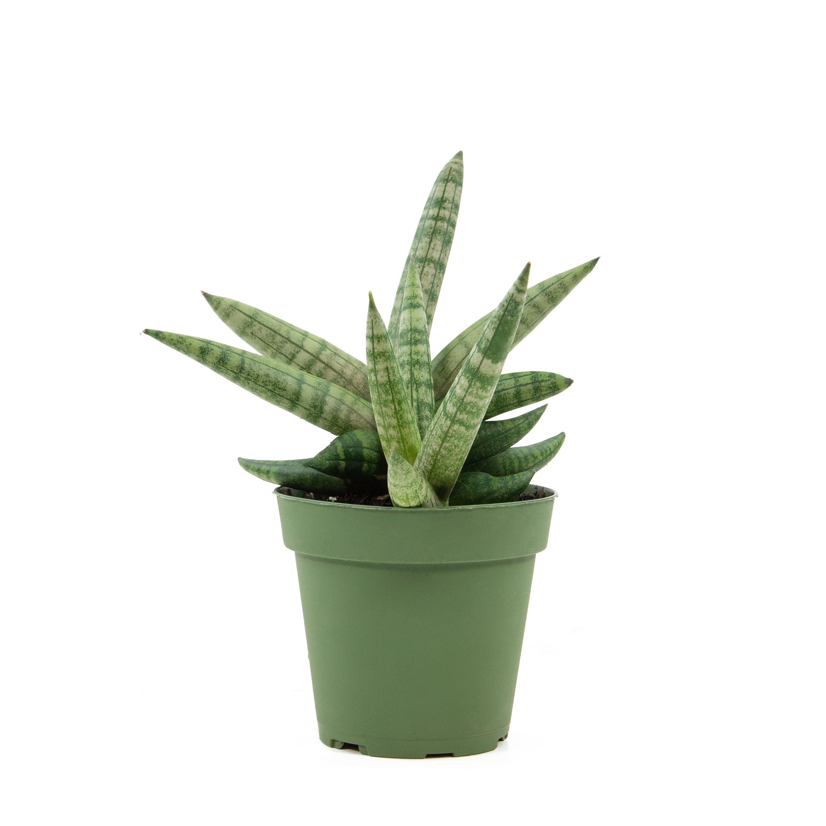 National Plant Network LW7714 hseplants - View #5