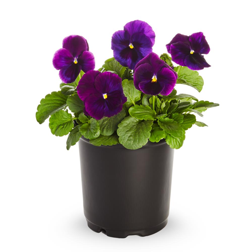 Lowe's 2.5-Quart Multicolor Pansy in Pot in the Annuals department at ...