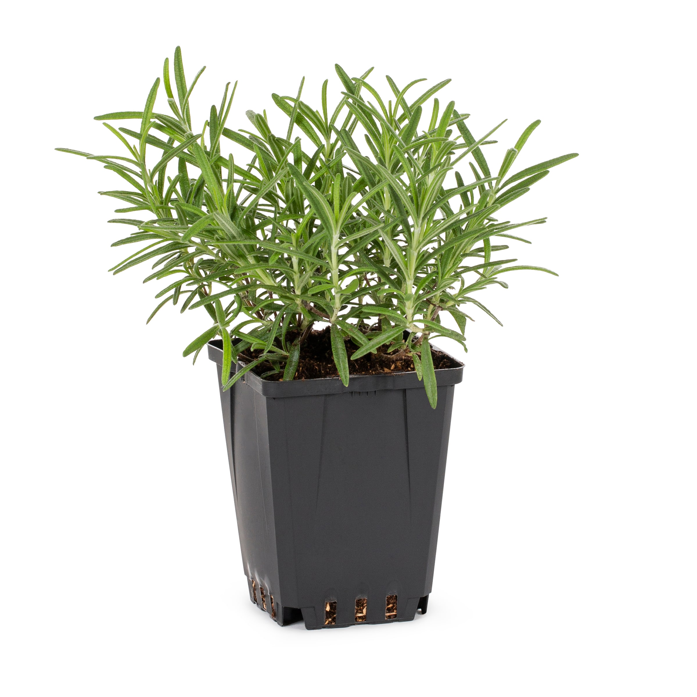 Lowe's NURSERY Blue Rosemary Plant in 2.5-Quart Pot