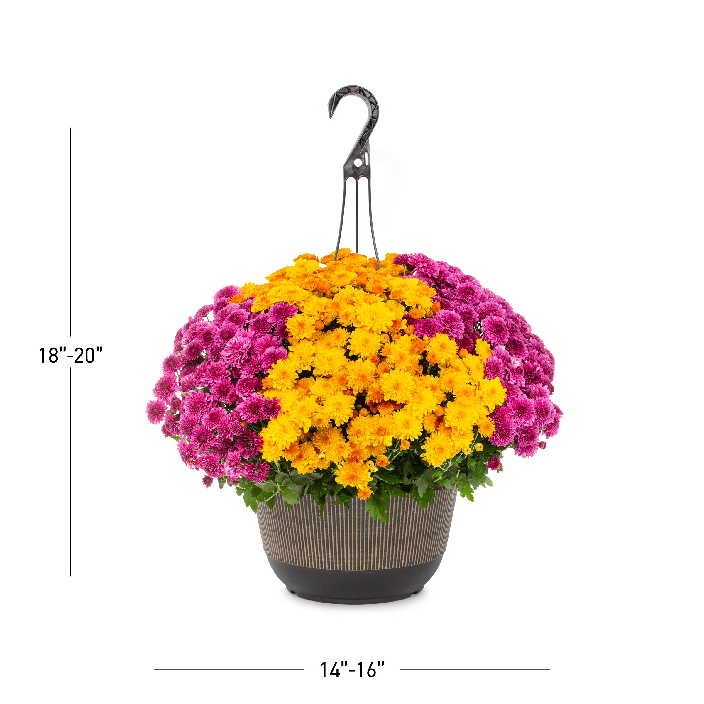 Lowe's NURSERY annuals - View #3
