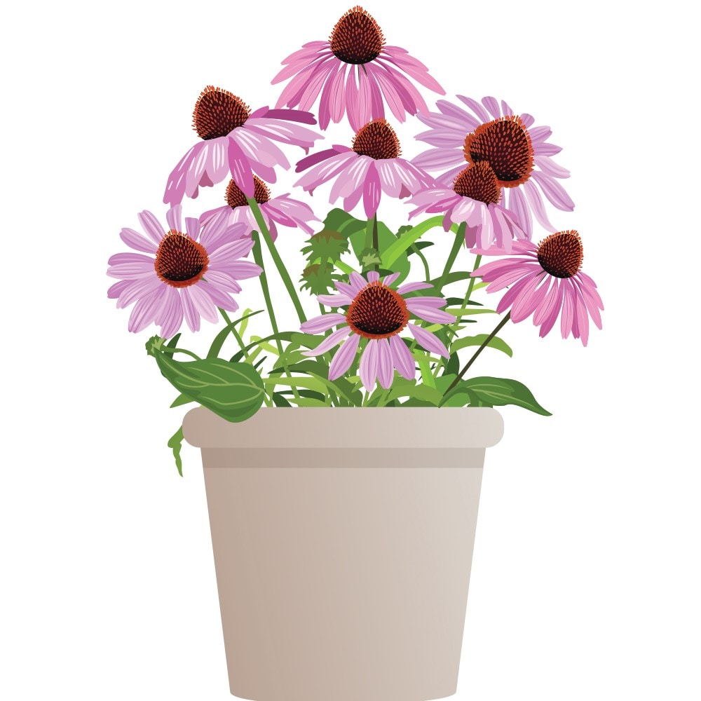 Monrovia 5336037 Lavender Hosta Plant in 2.5 -Quart Pot