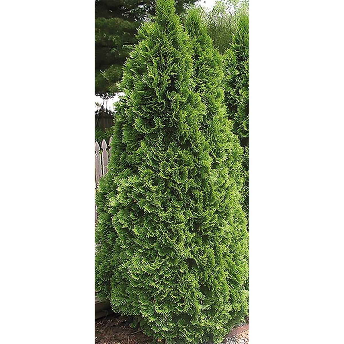 Emerald Green Arborvitae Shrubs at Lowes.com