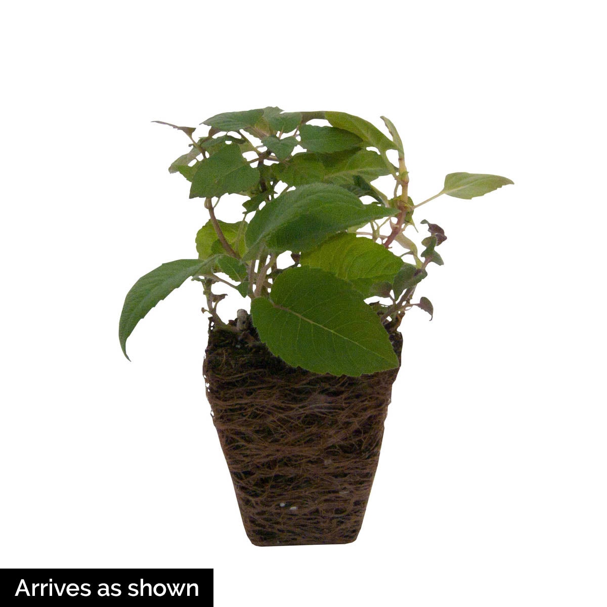 Direct Gardening 11344 Pink Flowering Sugar Buzz Berry Bee Balm Perennial Starter Plant in 4 -in Pot 1 -Pack