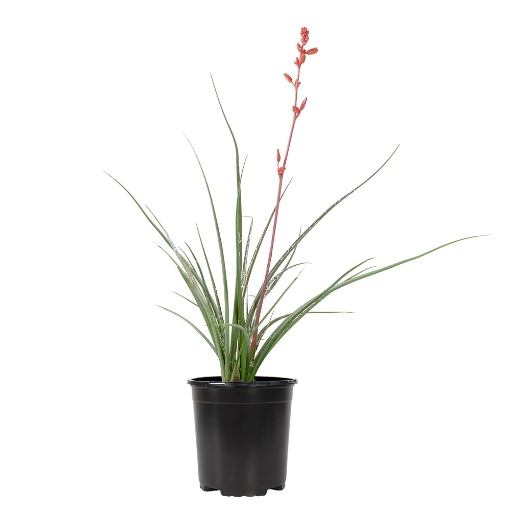 Red Yucca, coral yucca, hummingbird yucca, redflower false yucca, and ...