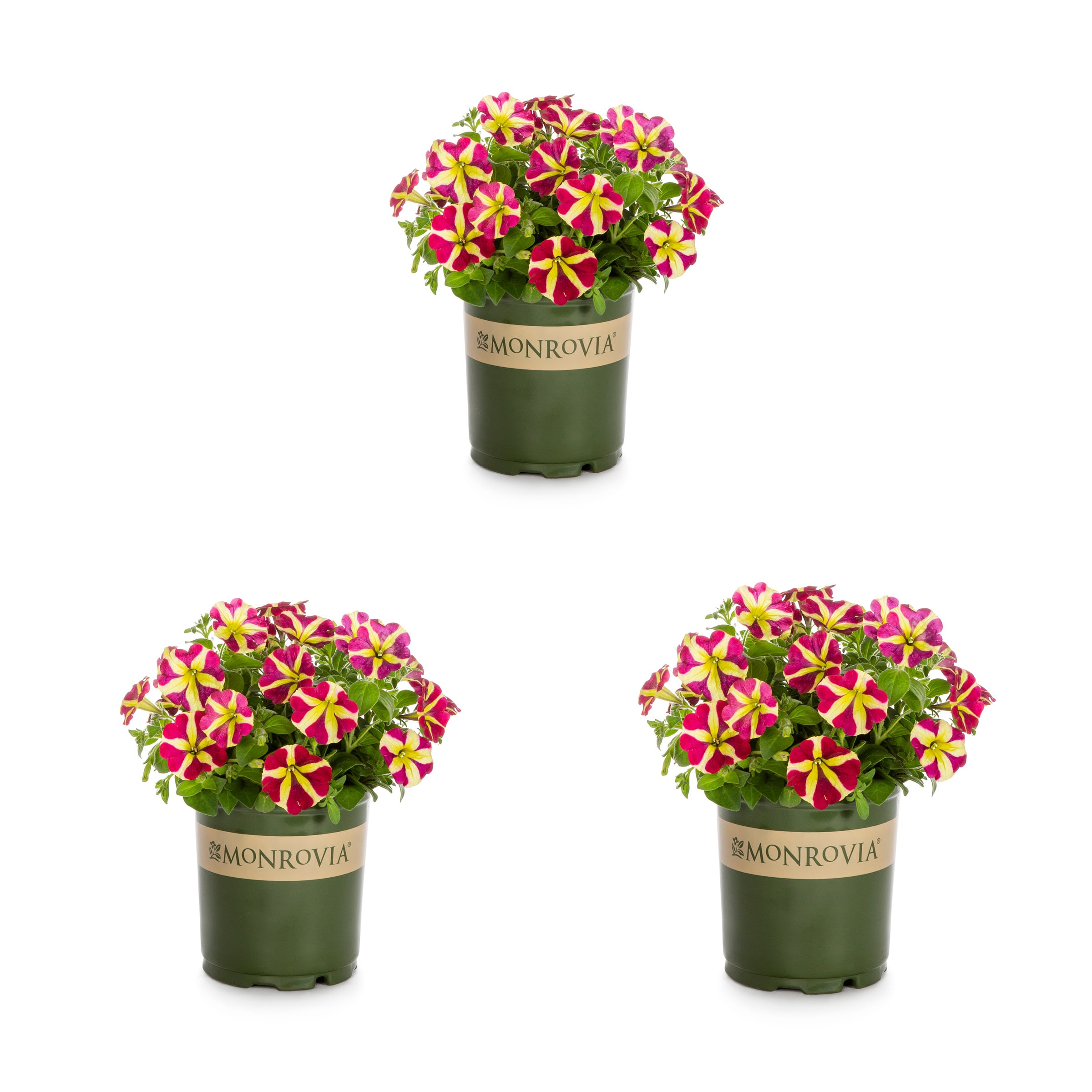 Monrovia Multicolor Petunia in 2.5-Quart Pot 3-Pack in the Annuals ...