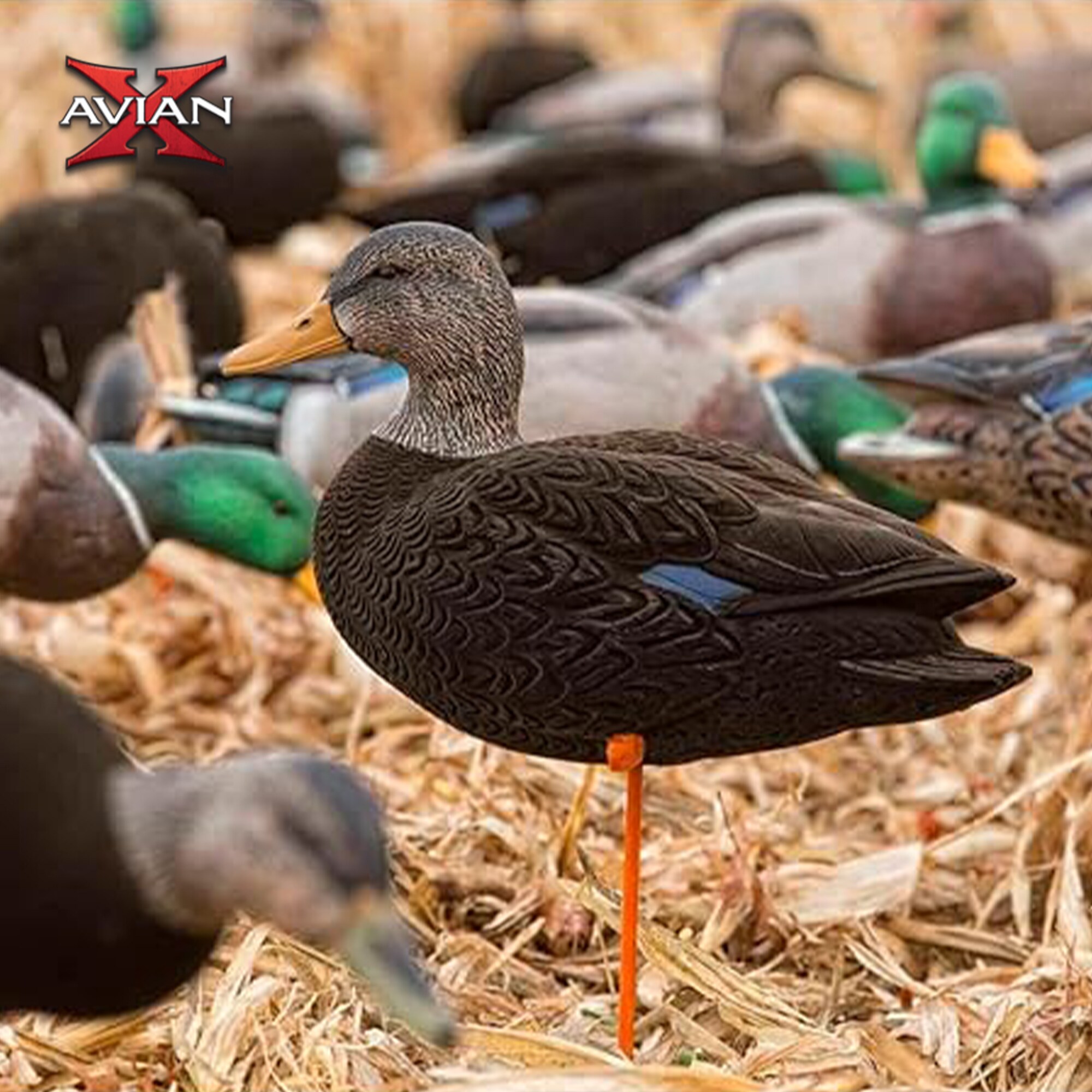 Avian X 2 X AVX-AVX8077 Hunting-Equipment - View #10