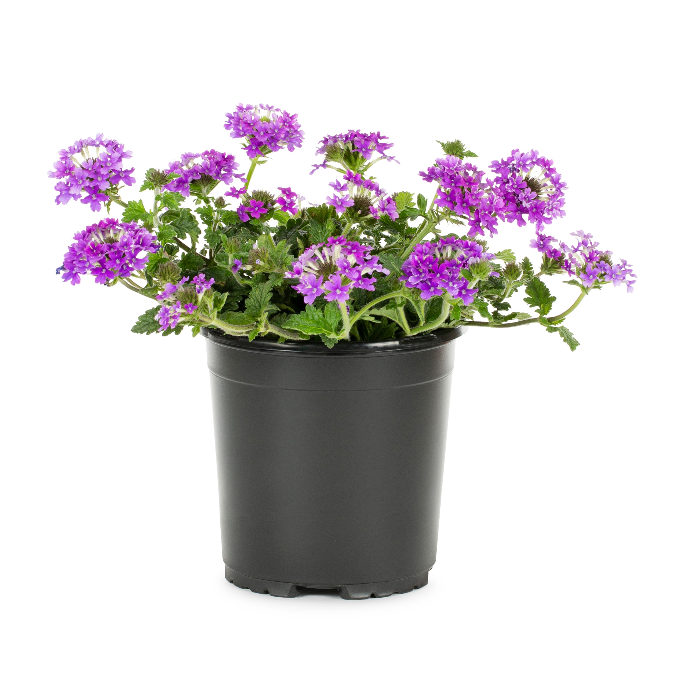 Lowe's Multicolor Verbena Plant In 2.5-quart Pot In The Perennials 