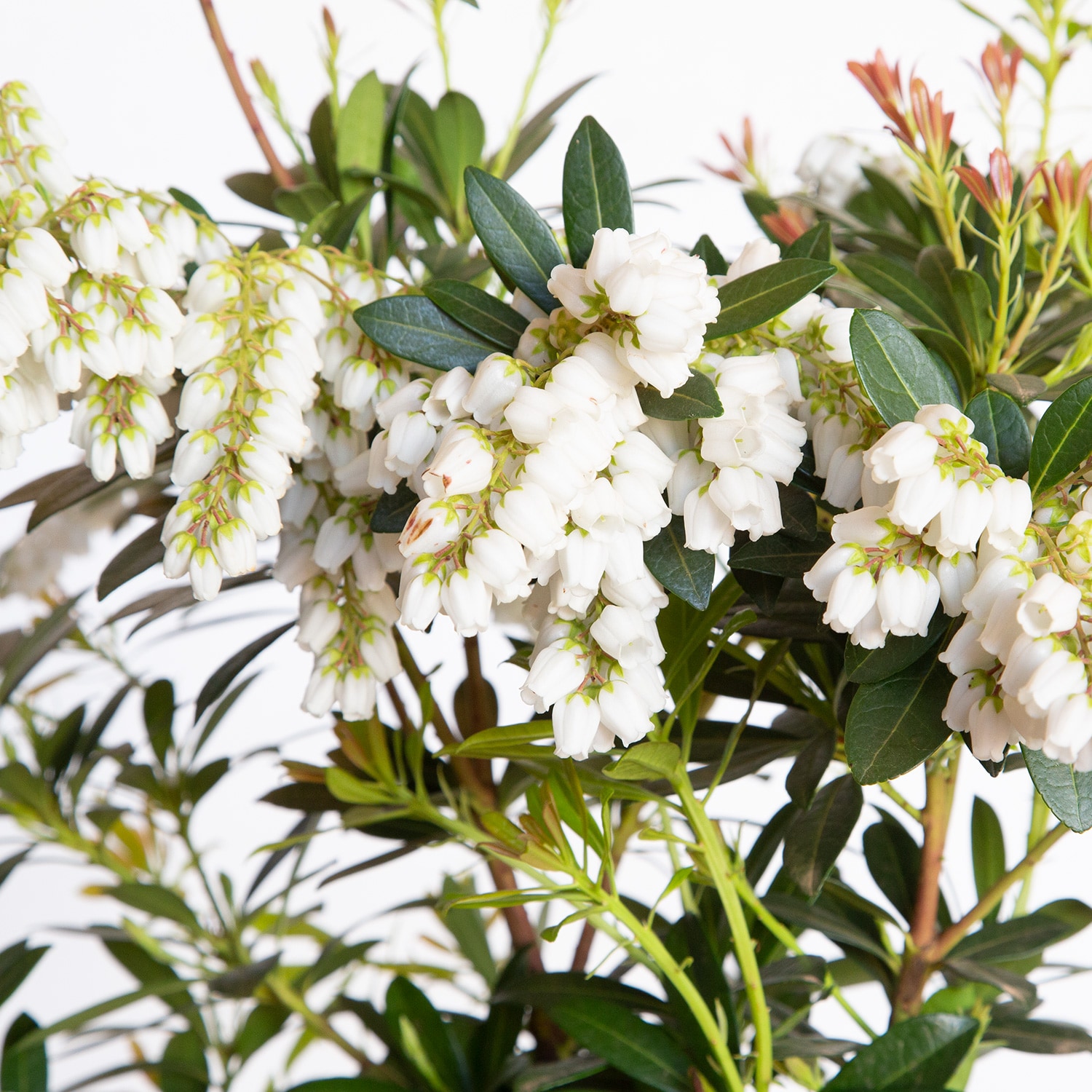 Southern Living Plant Collection 46962-2 shrubs - View #3