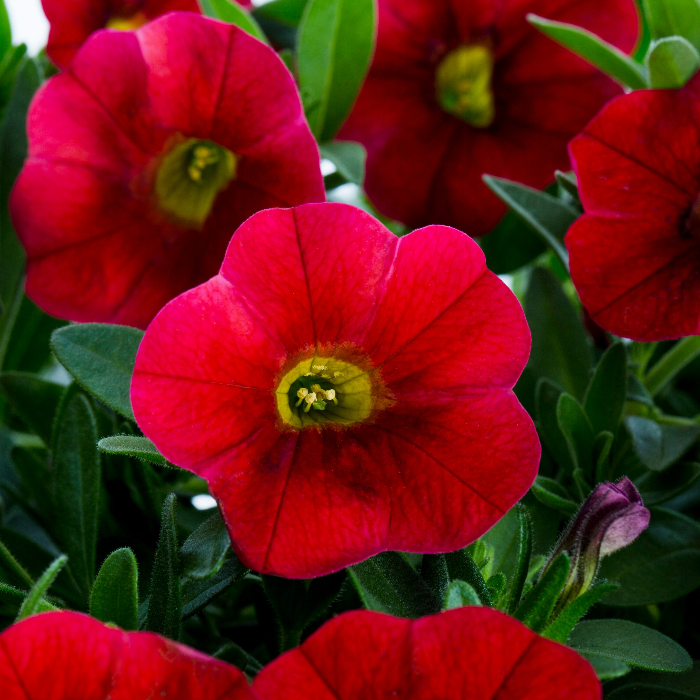Lowe's 810075 annuals - View #2