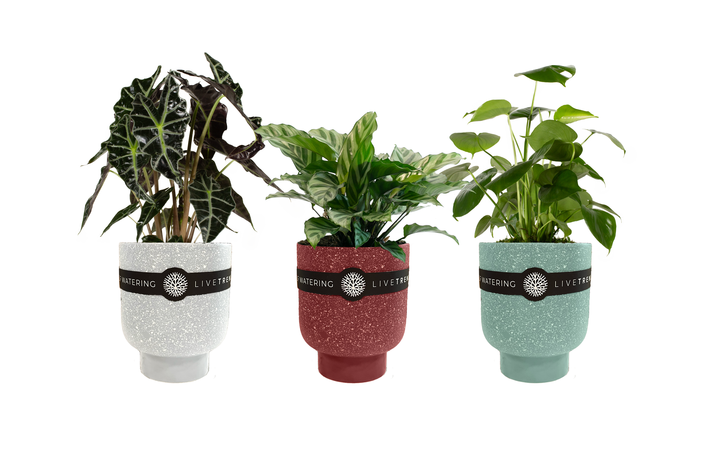 LiveTrends 1GR1112 SNOW SHOWERS House plant in 12 Ounce(s) Pot 1 -Pack