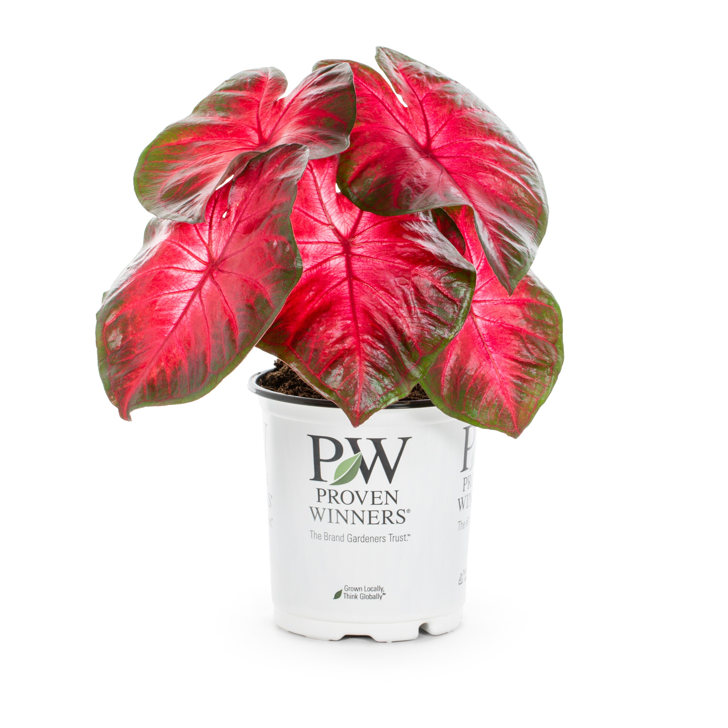 Proven Winners Caladium in 2.5-Quart Pot 3-Pack in the Annuals ...