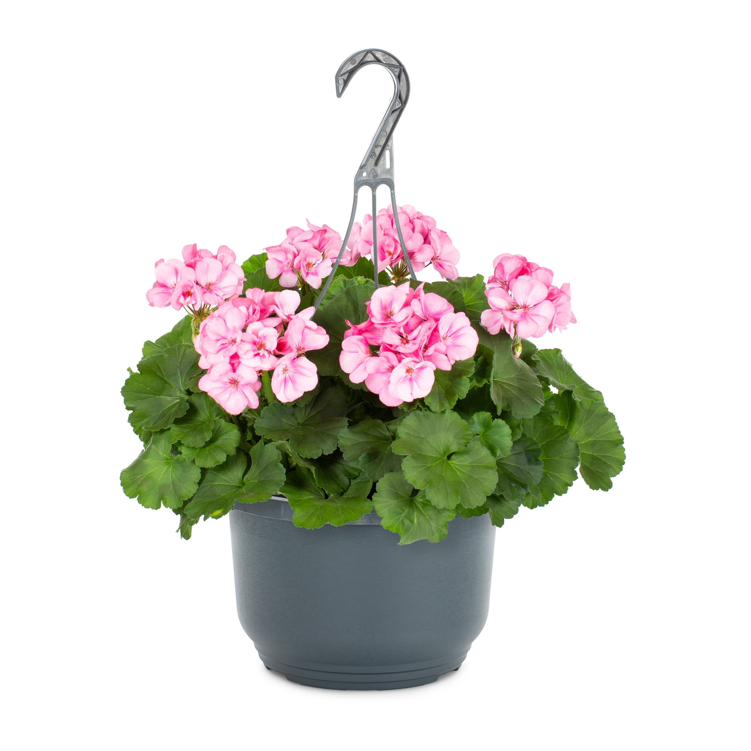 Lowe's NURSERY annuals - View #7