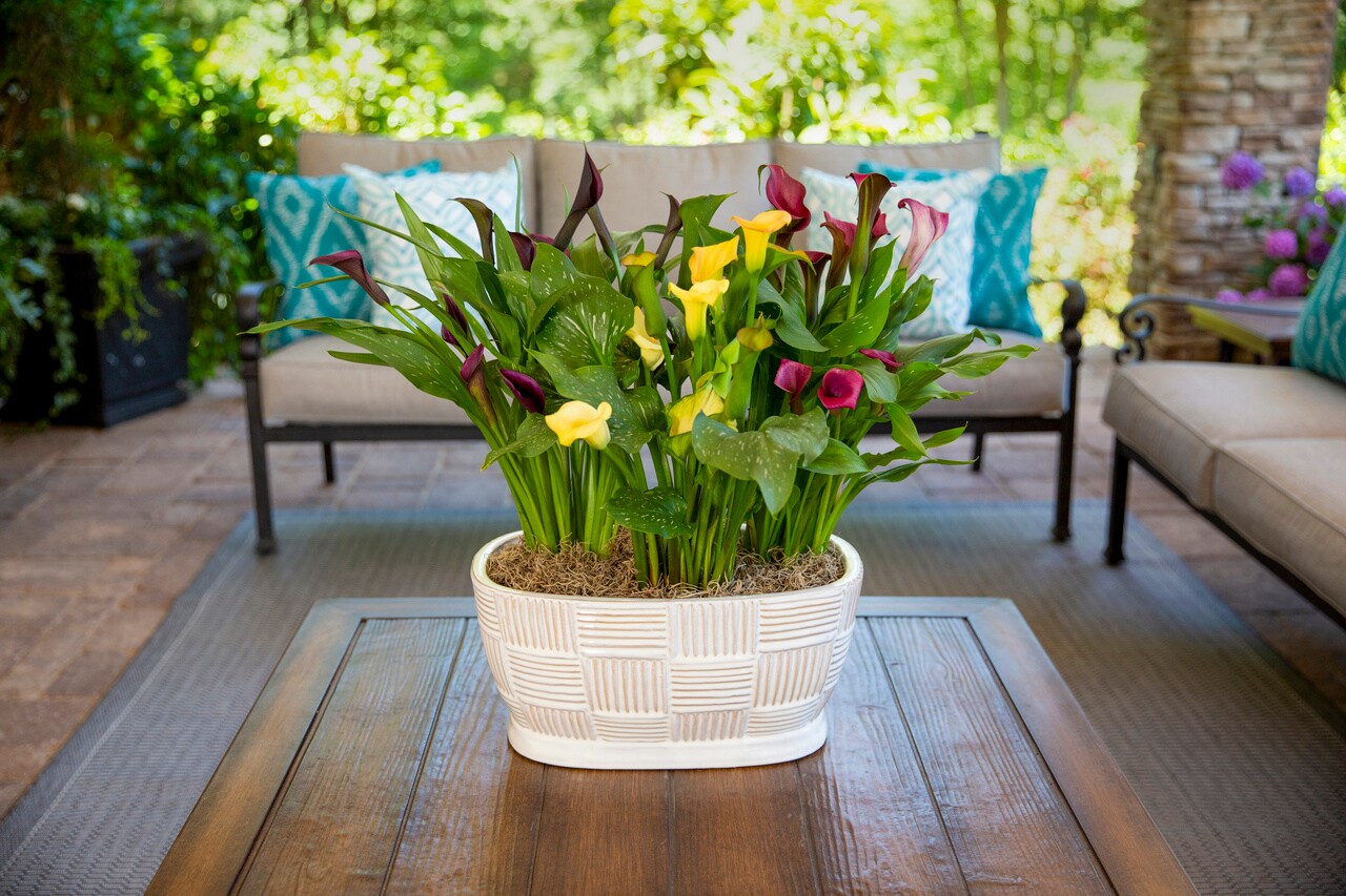 Monrovia 5107 perennials - View #3