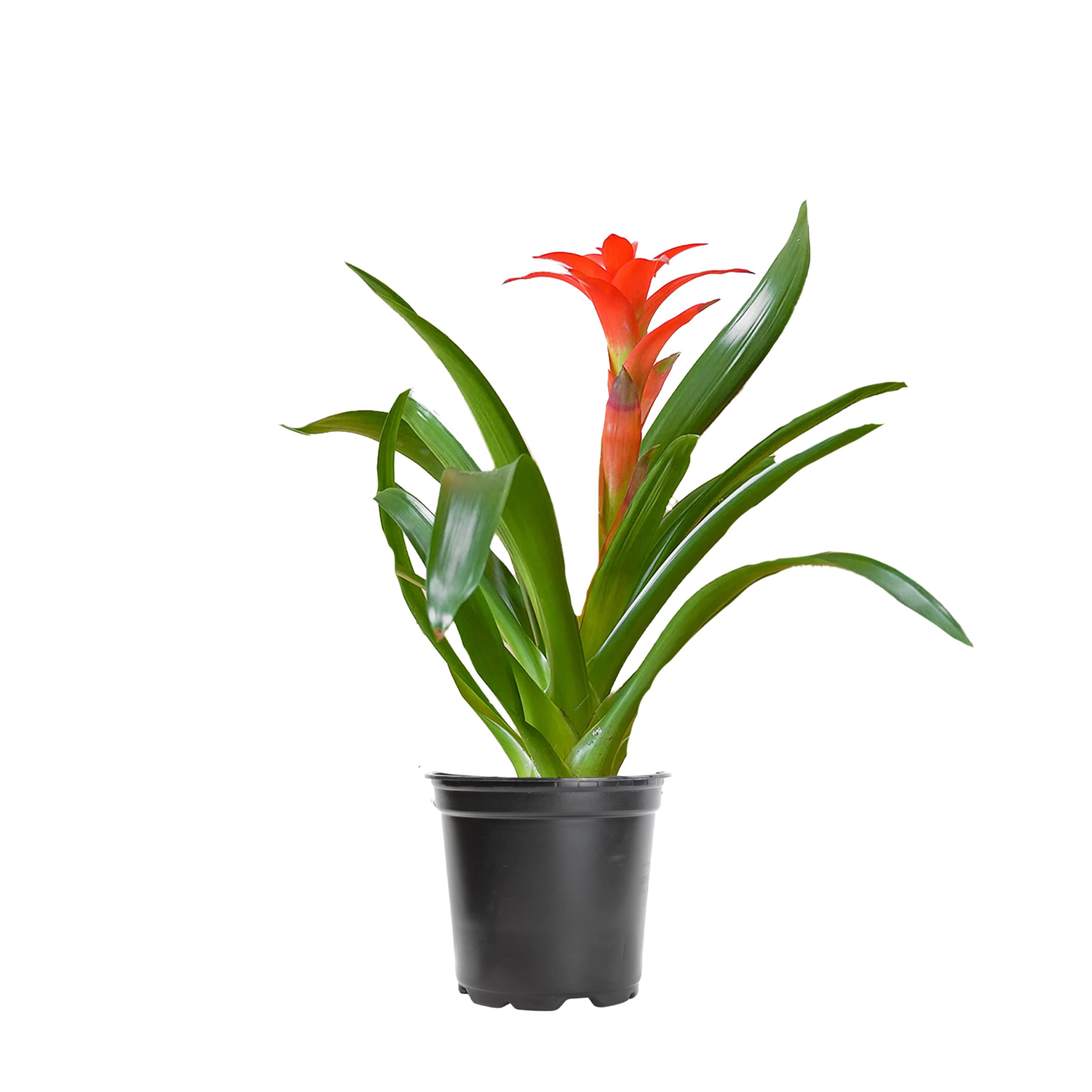 Lowe's Bromeliad House plant in 21 Ounce(s) Pot 1 -Pack