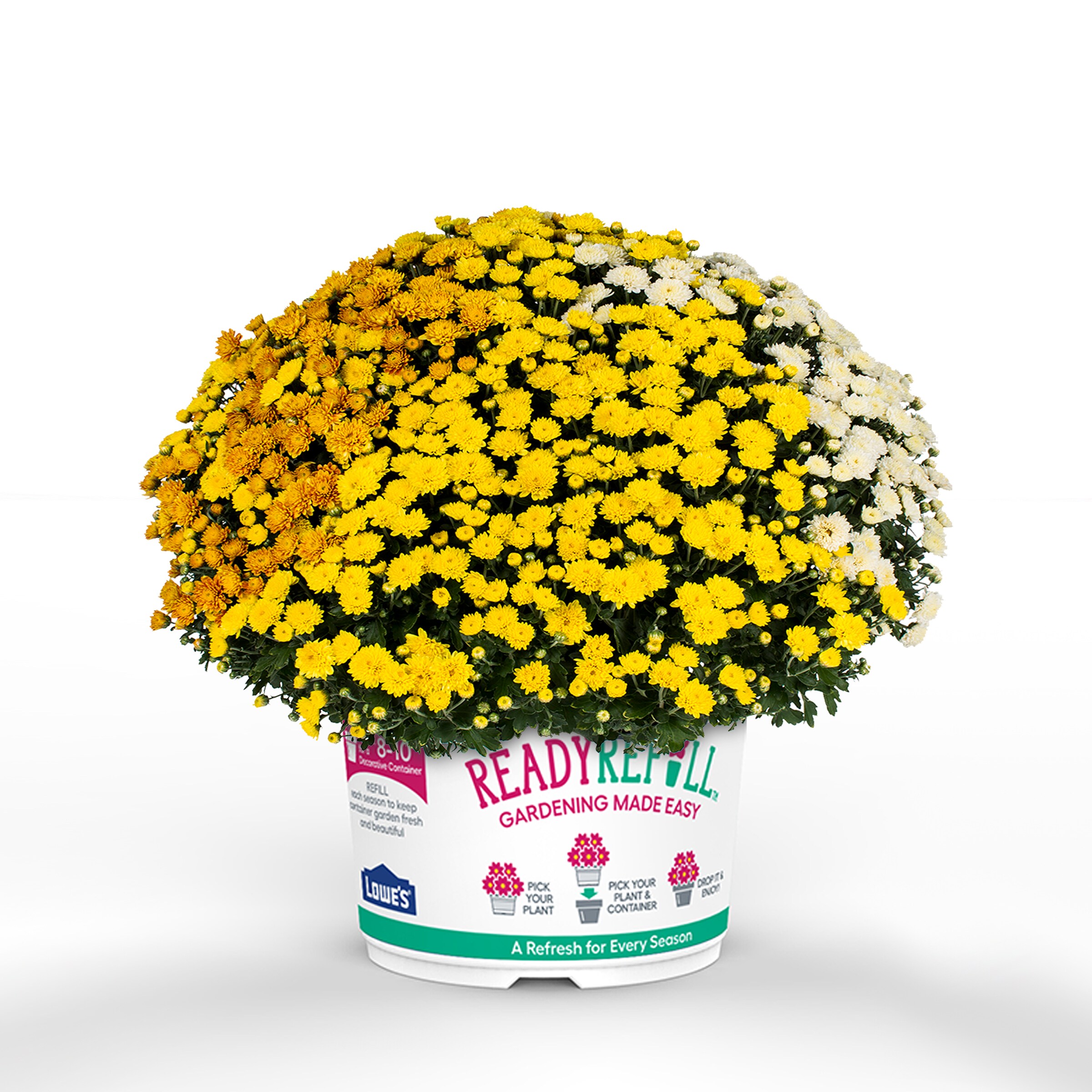 Ready Refill NURSERY Multicolor Mum in 1.5-Gallon Pot