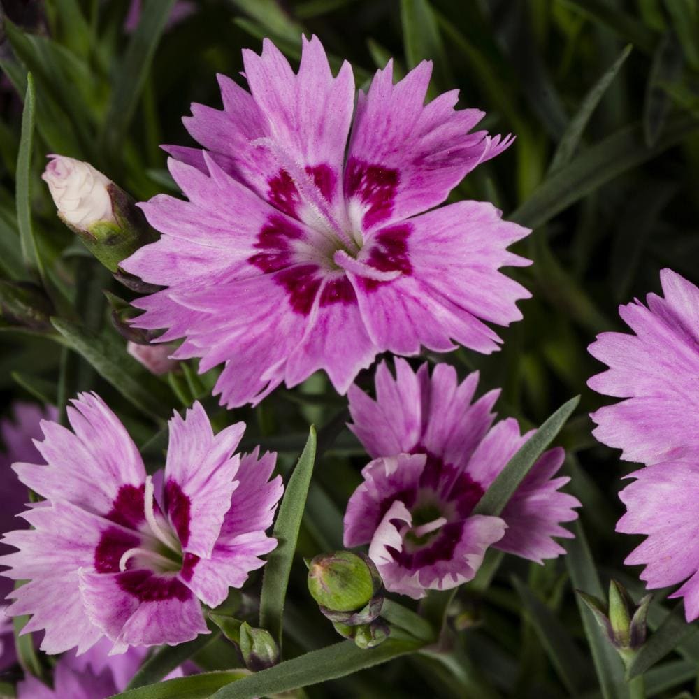 Proven Winners NURSERY shrubs - View #2