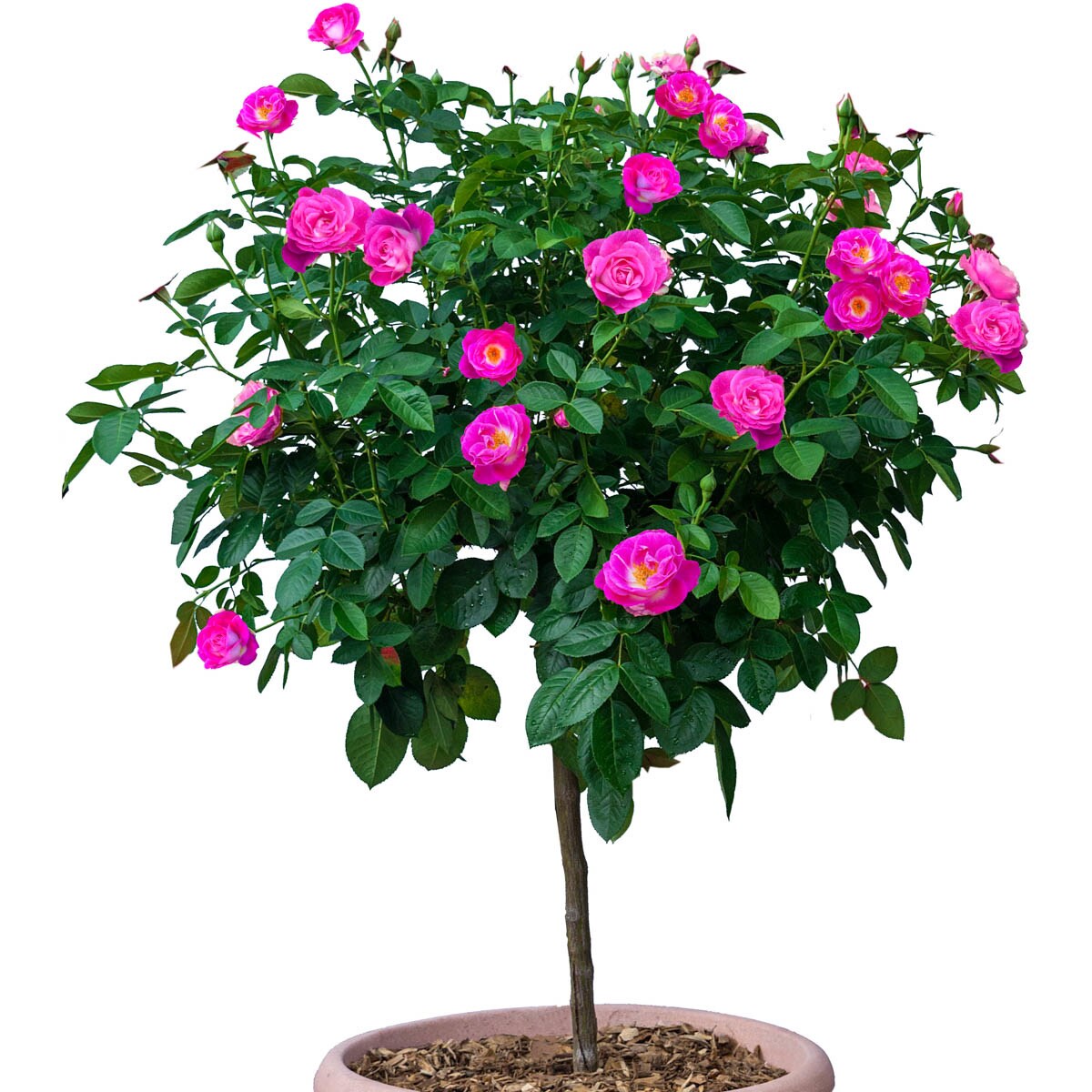 Spring Hill Nurseries 79062 roses - View #3