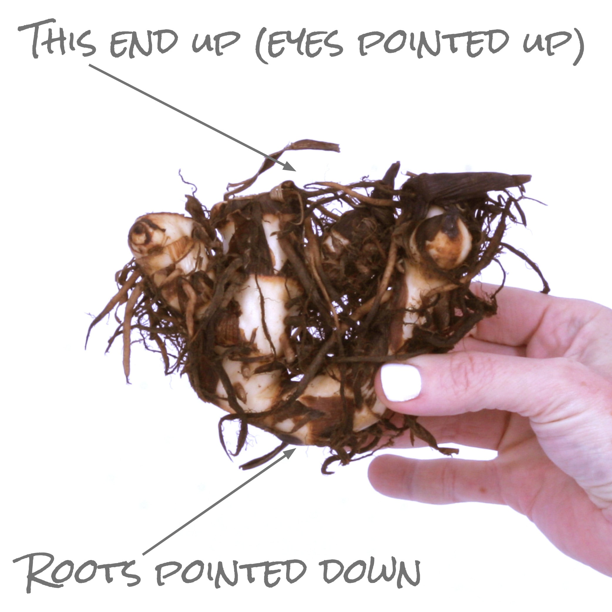 Van Zyverden 84105 Plant-Bulbs - View #6