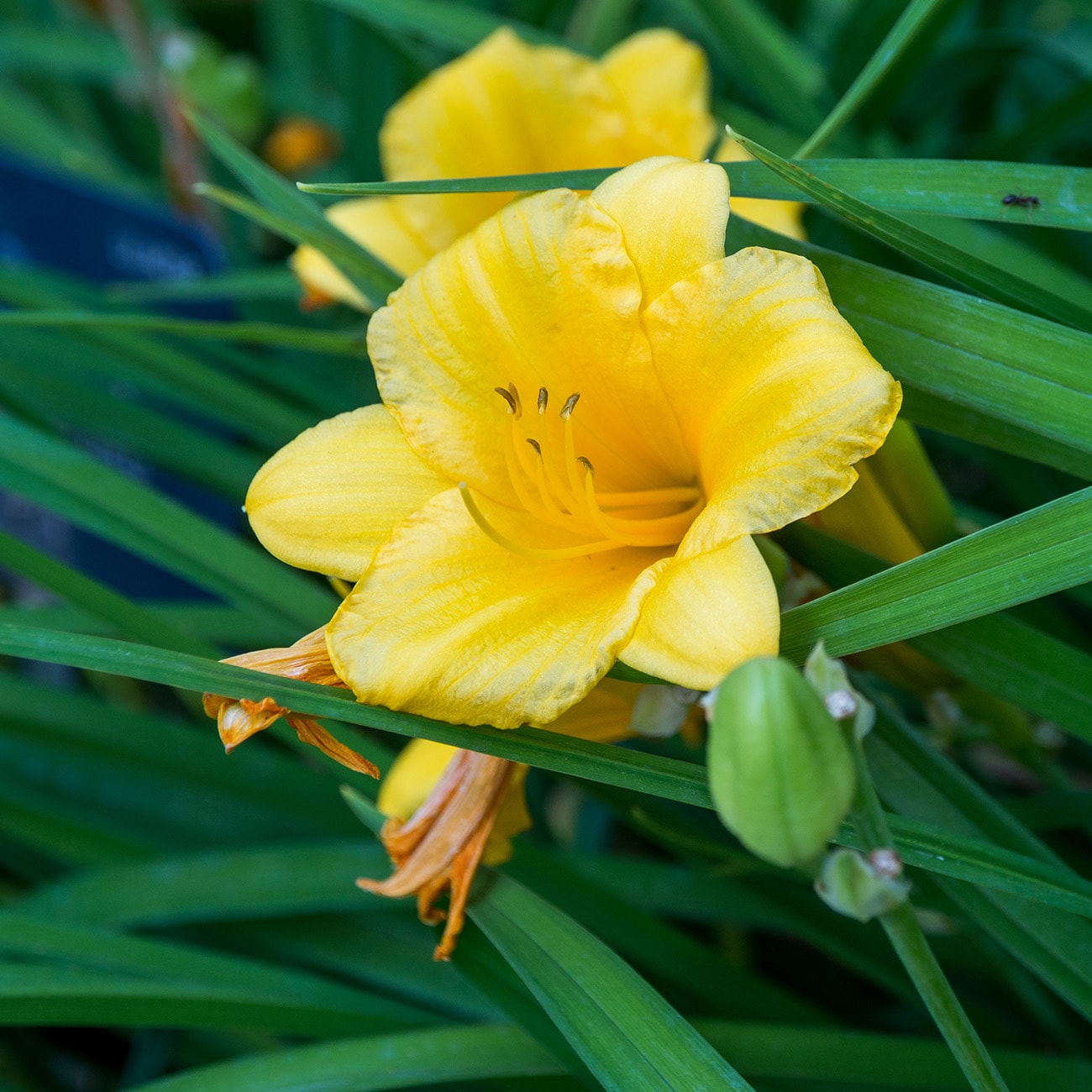 Perfect Plants LOHAPPYRTRNDAYLILY1G perennials - View #7