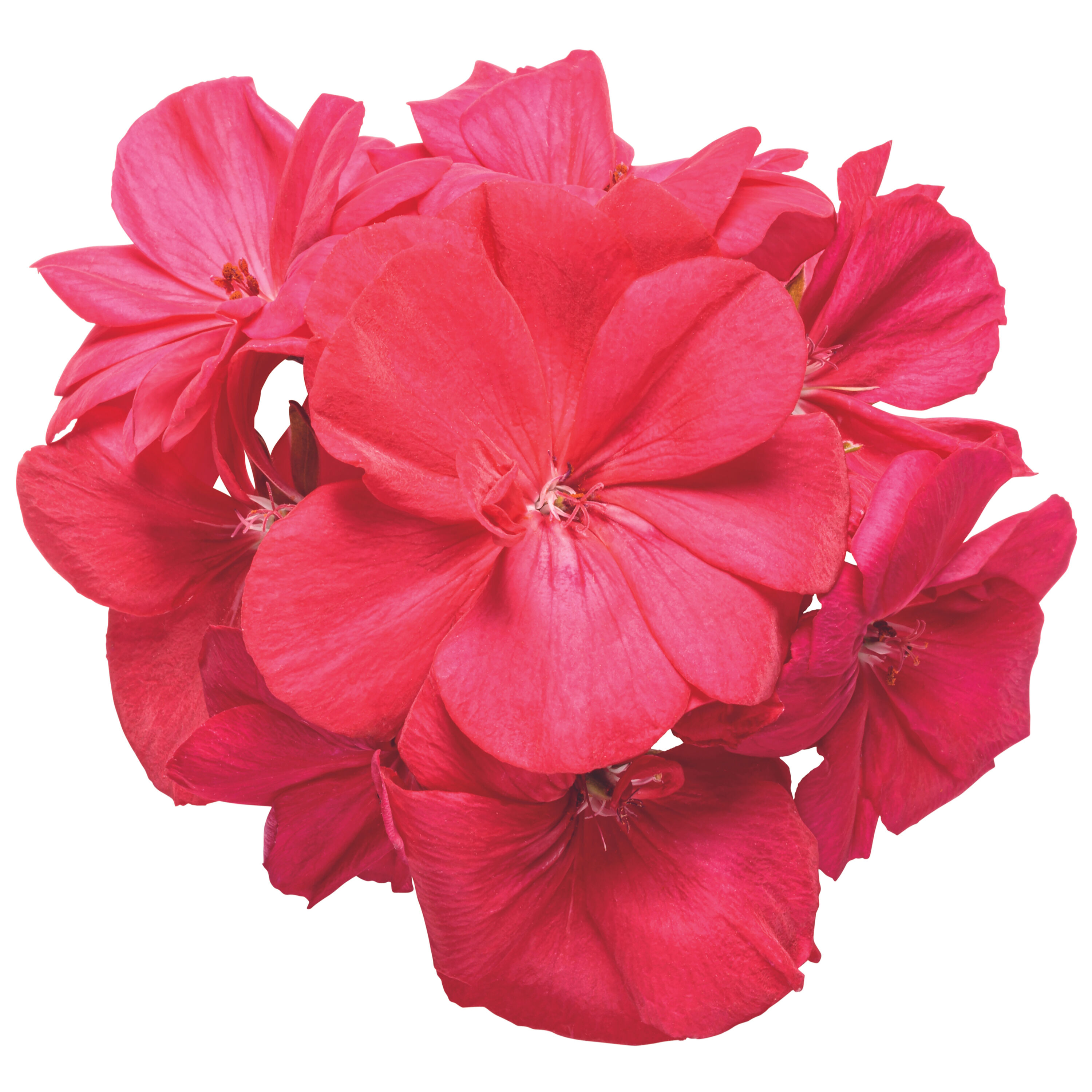Proven Winners PELPRW1567504 annuals - View #3