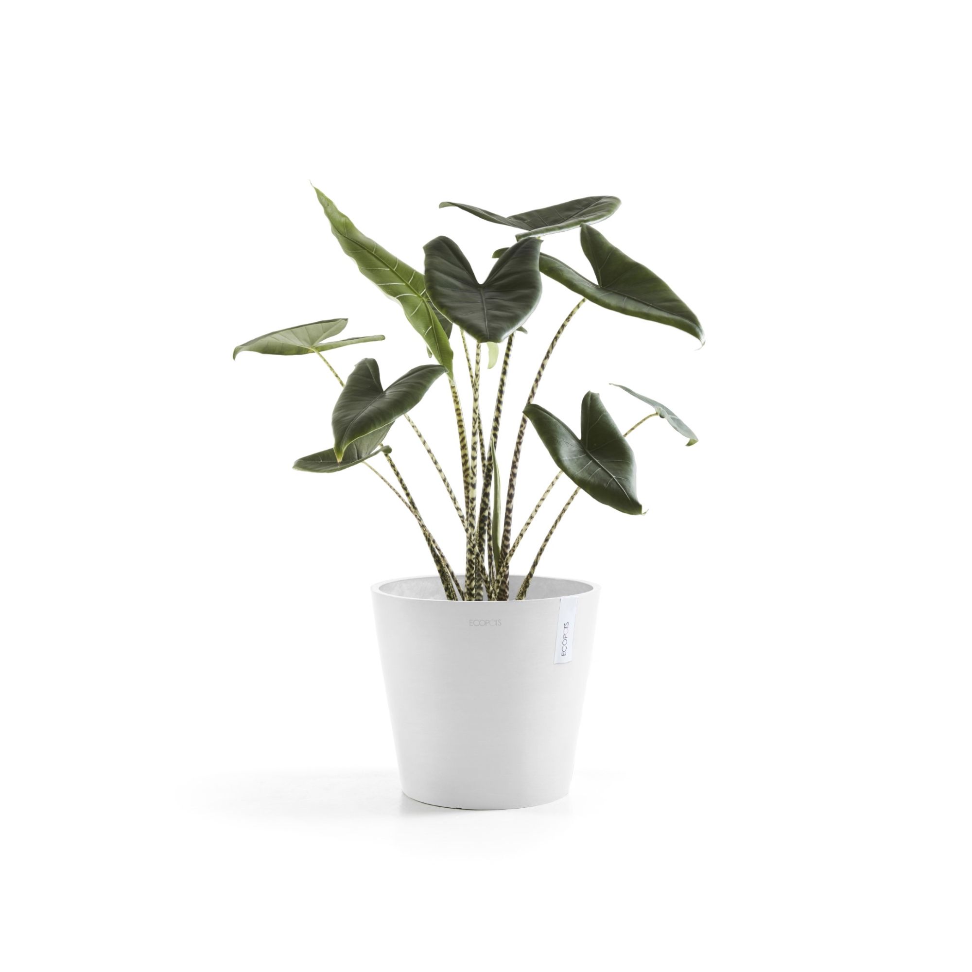 ECOPOTS 5413724329695 Planter-Window-Box - View #5