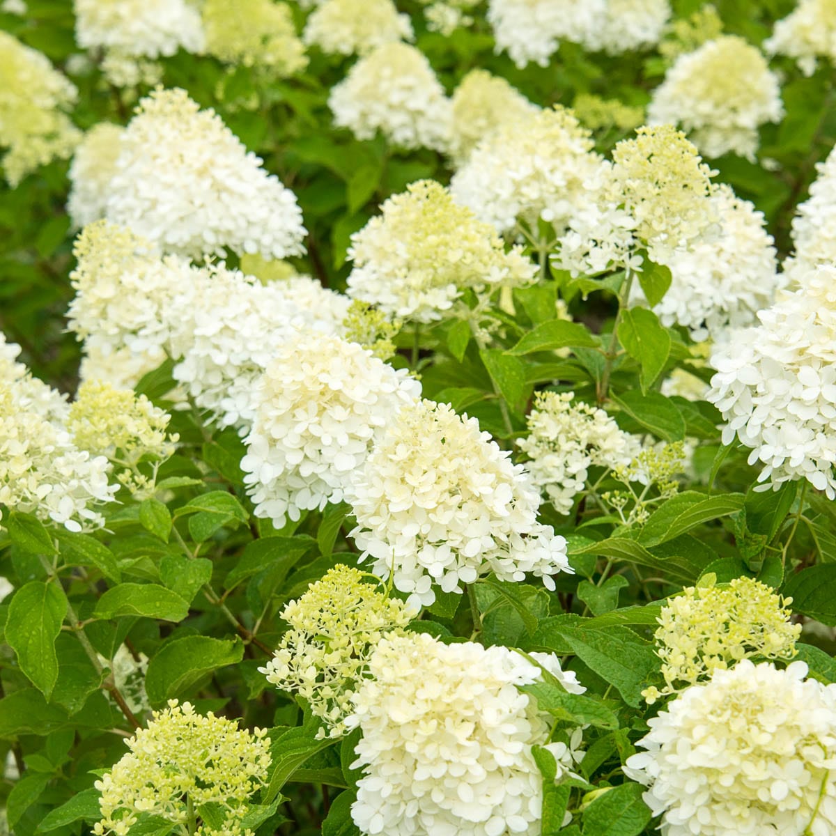 Spring Hill Nurseries White Flowering Limelight Hydrangea Flowering ...