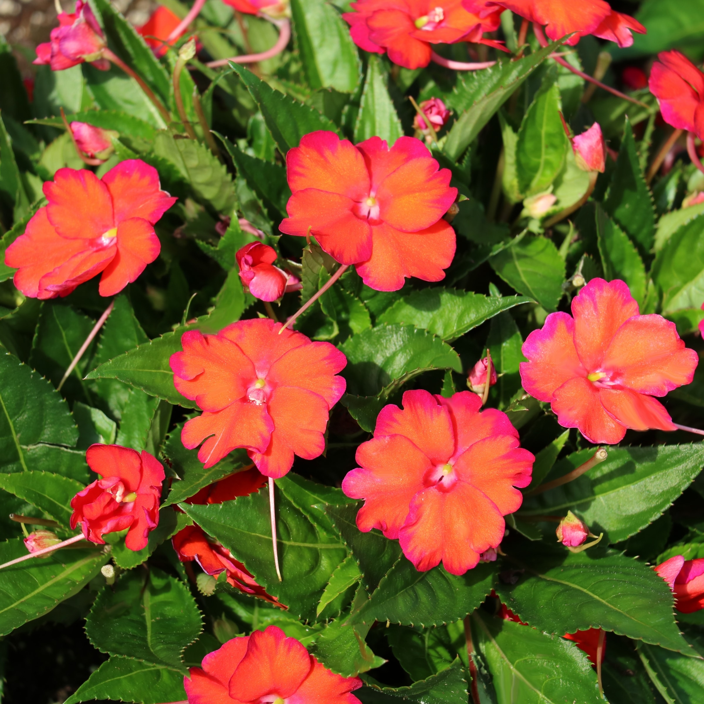 National Plant Network LW1469 annuals - View #2