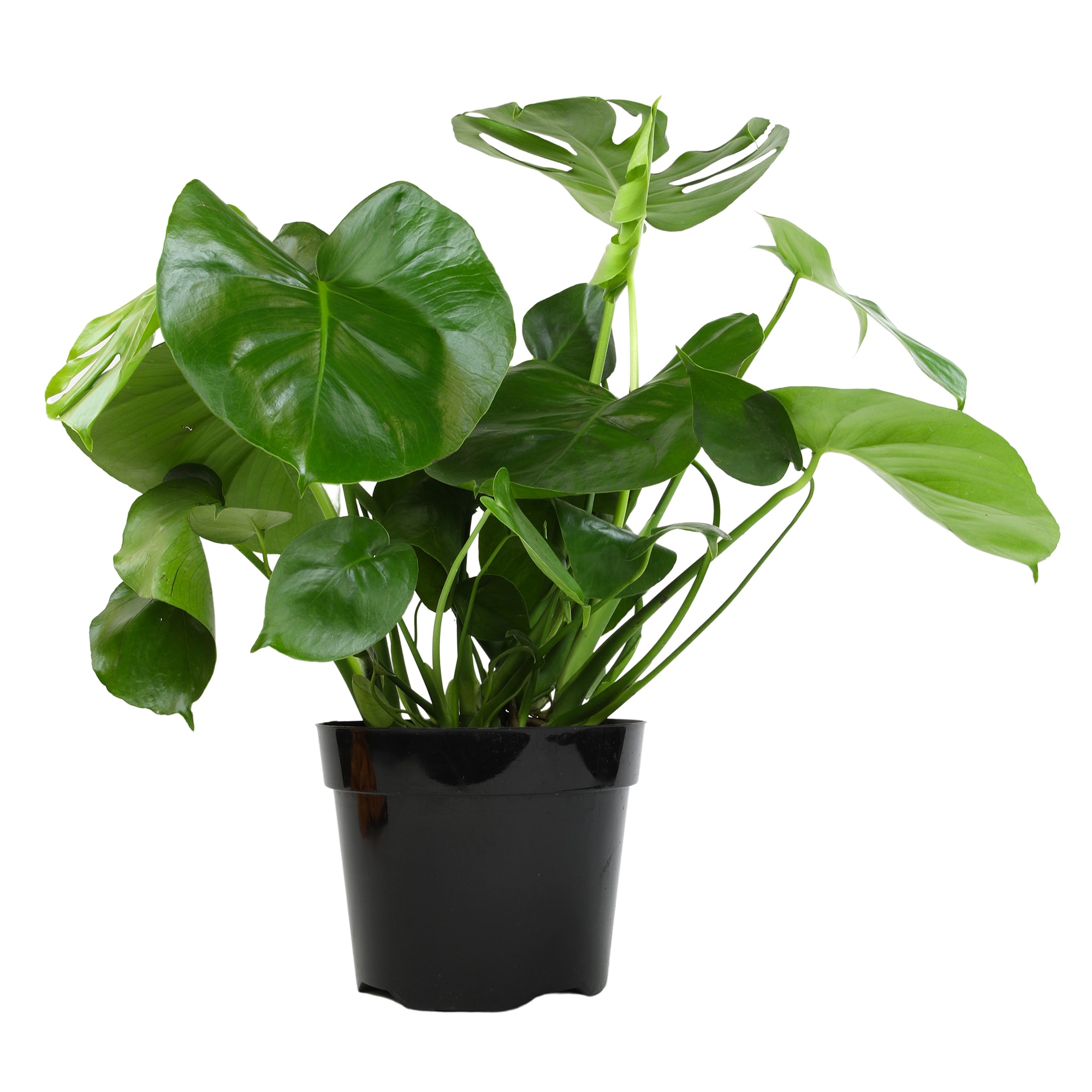 Altman Plants 0881614 Monstera Swiss Cheese Plant House plant in 8 Inch(es) Pot 1 -Pack