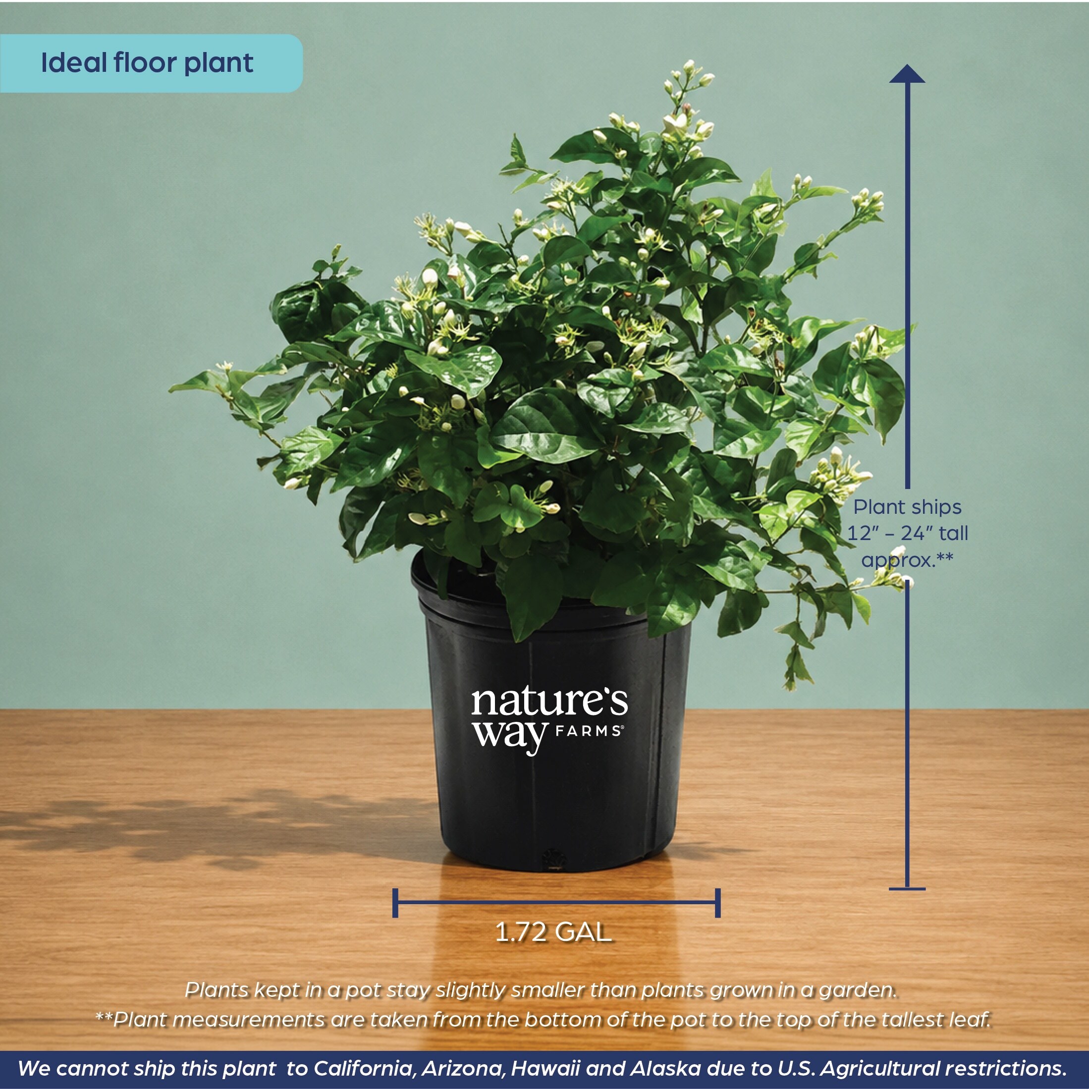 Nature's Way Farms 1.72 -Gallon Arabian Jasmine Flowering Shrub with White  Blooms 1 -Pack in the Shrubs department at Lowes.com