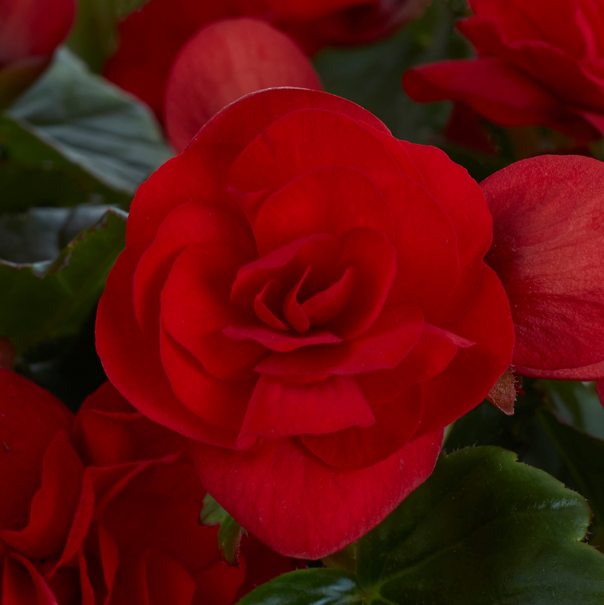 Lowe's 1-3130 annuals - View #3