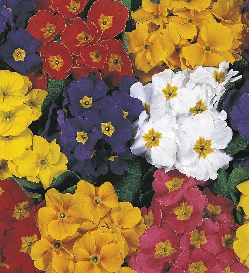 Monrovia NURSERY Multicolor Primrose in 1-Quart