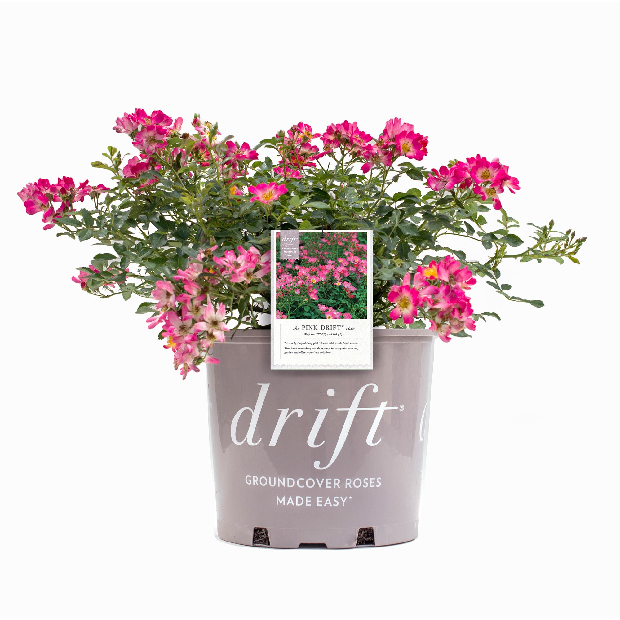 Perfect Plants LOPINKDRIFT3G Pink Pink Drift Rose 3 -Gallon 1 -Pack in Pot