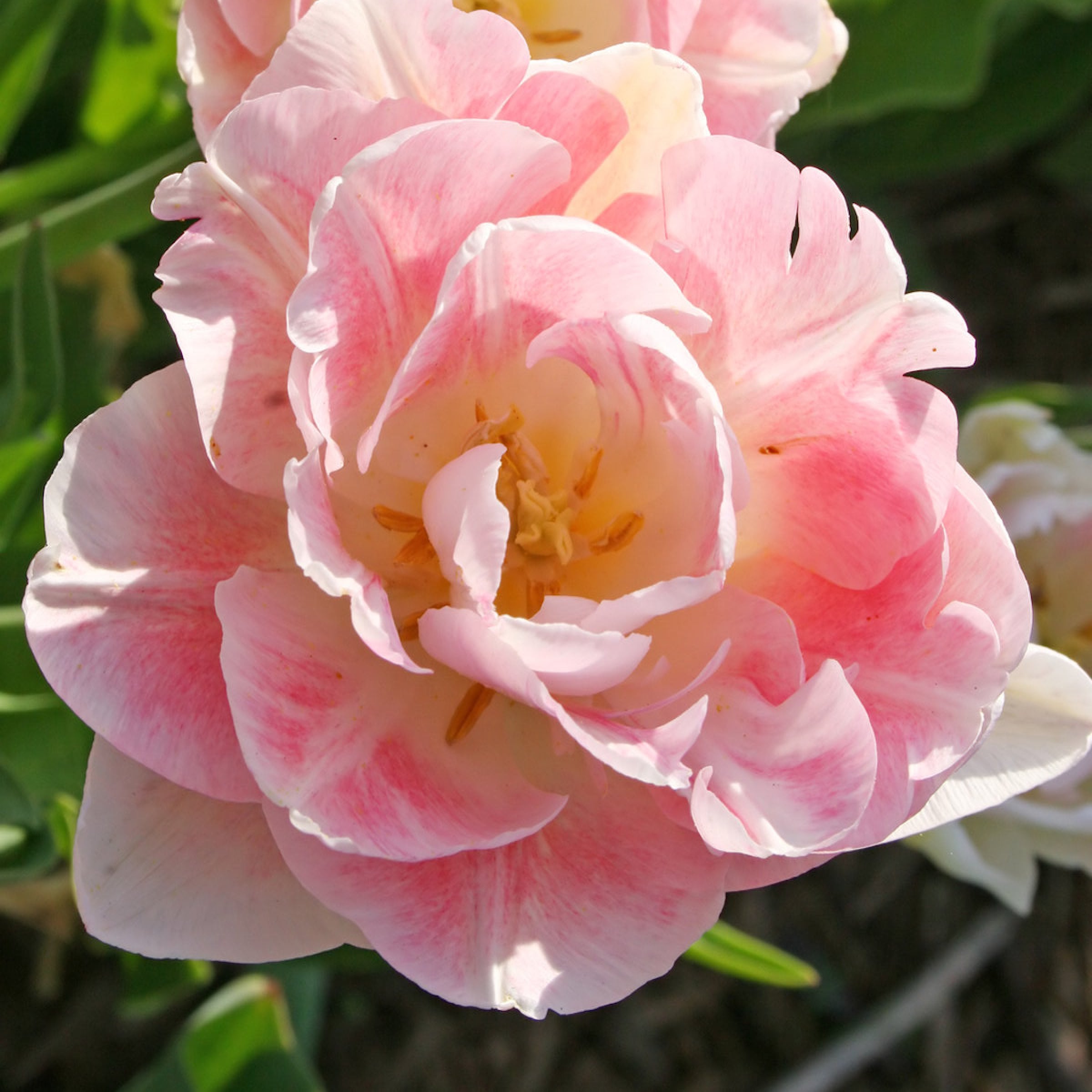 National Plant Network LW3155 Plant-Bulbs - View #7