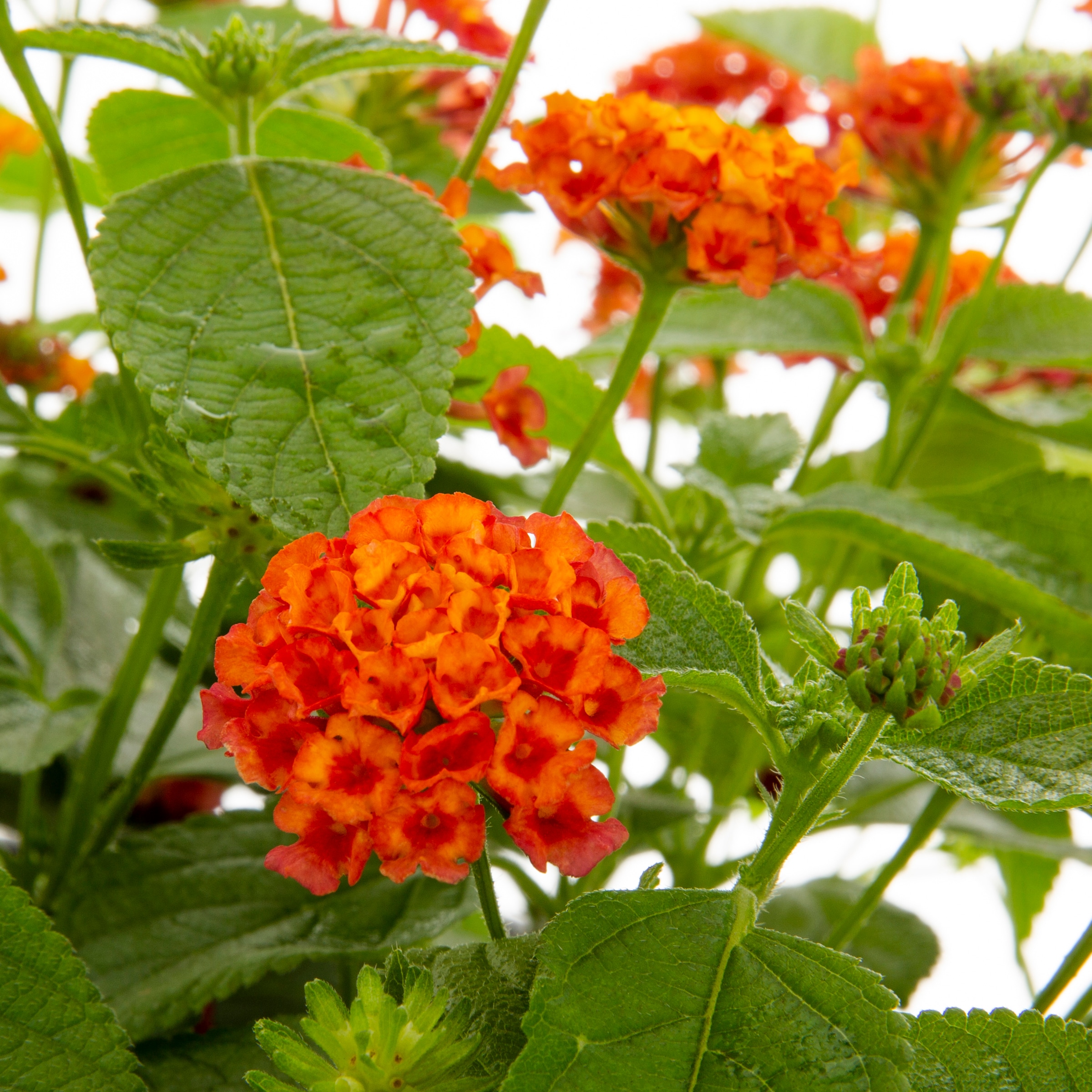 Lowe's NURSERY annuals - View #2