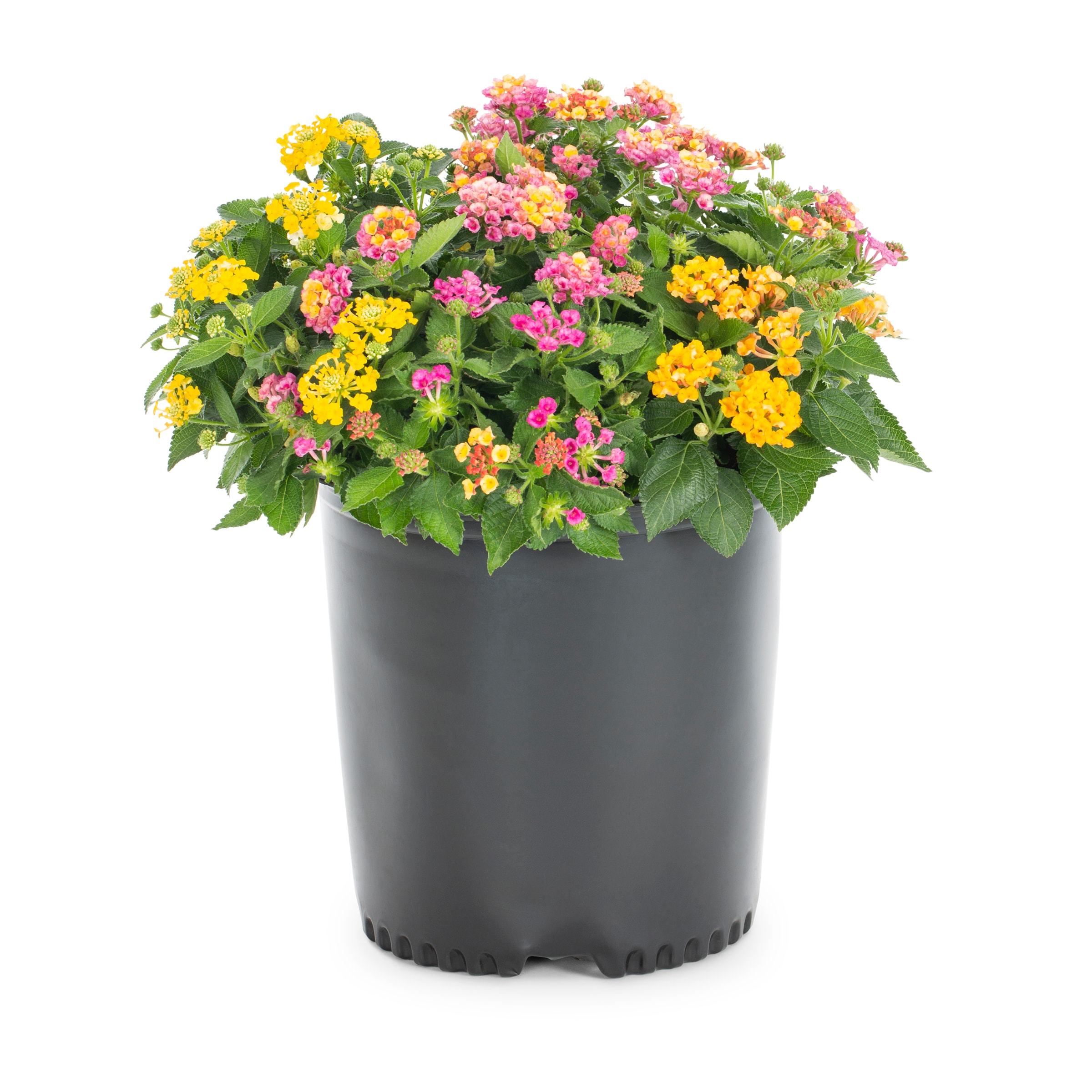 Lowe's NURSERY Multicolor Lantana Plant in -Gallon Pot 1.0 -Pack