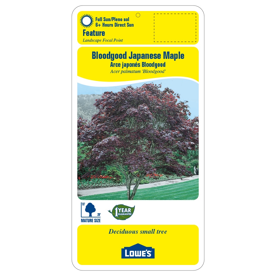 Lowe's NURSERY trees - View #2
