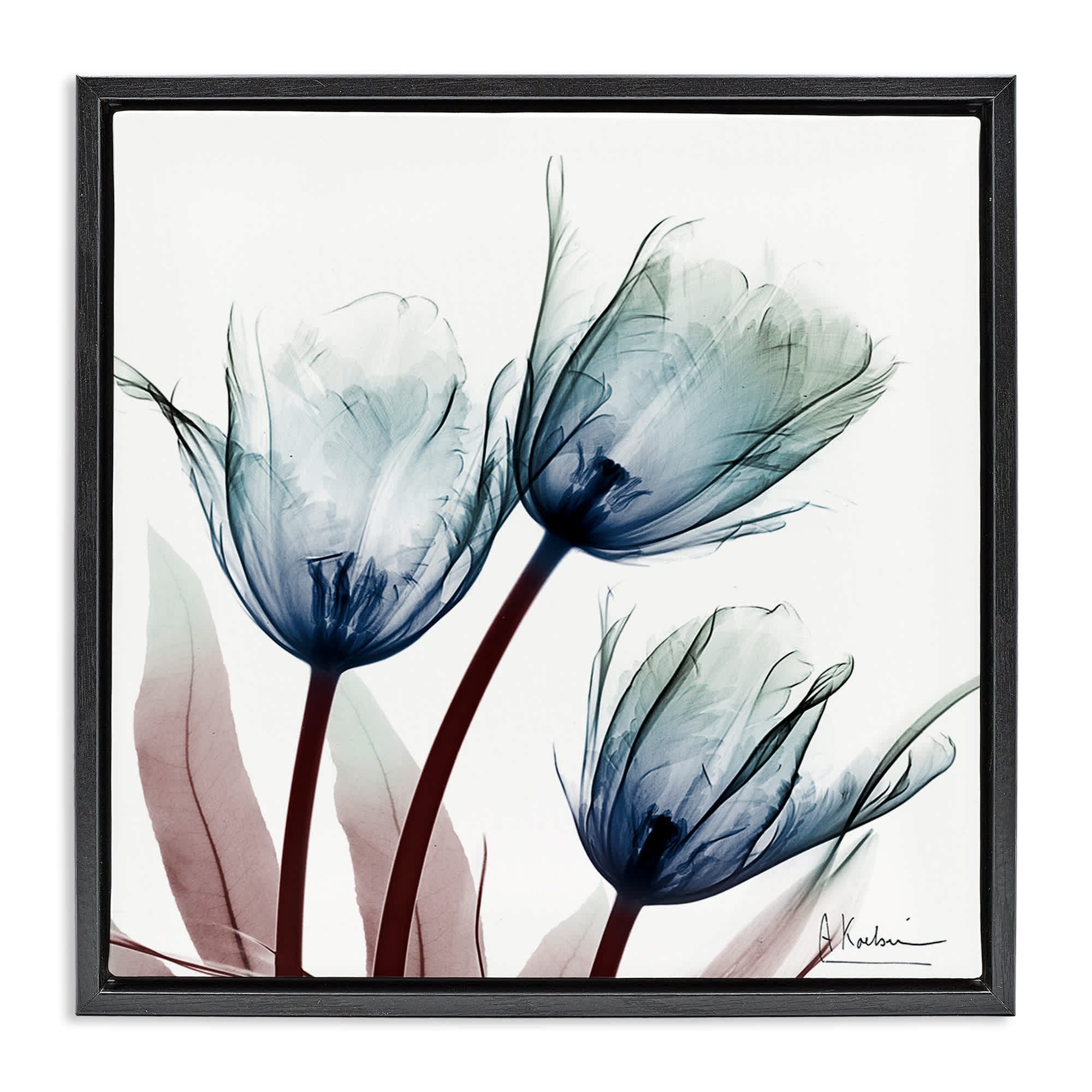 Stupell Industries BS-026-FFB-24X24 Translucent Tulip Bulbs Floating Frame design by Albert Koetsier