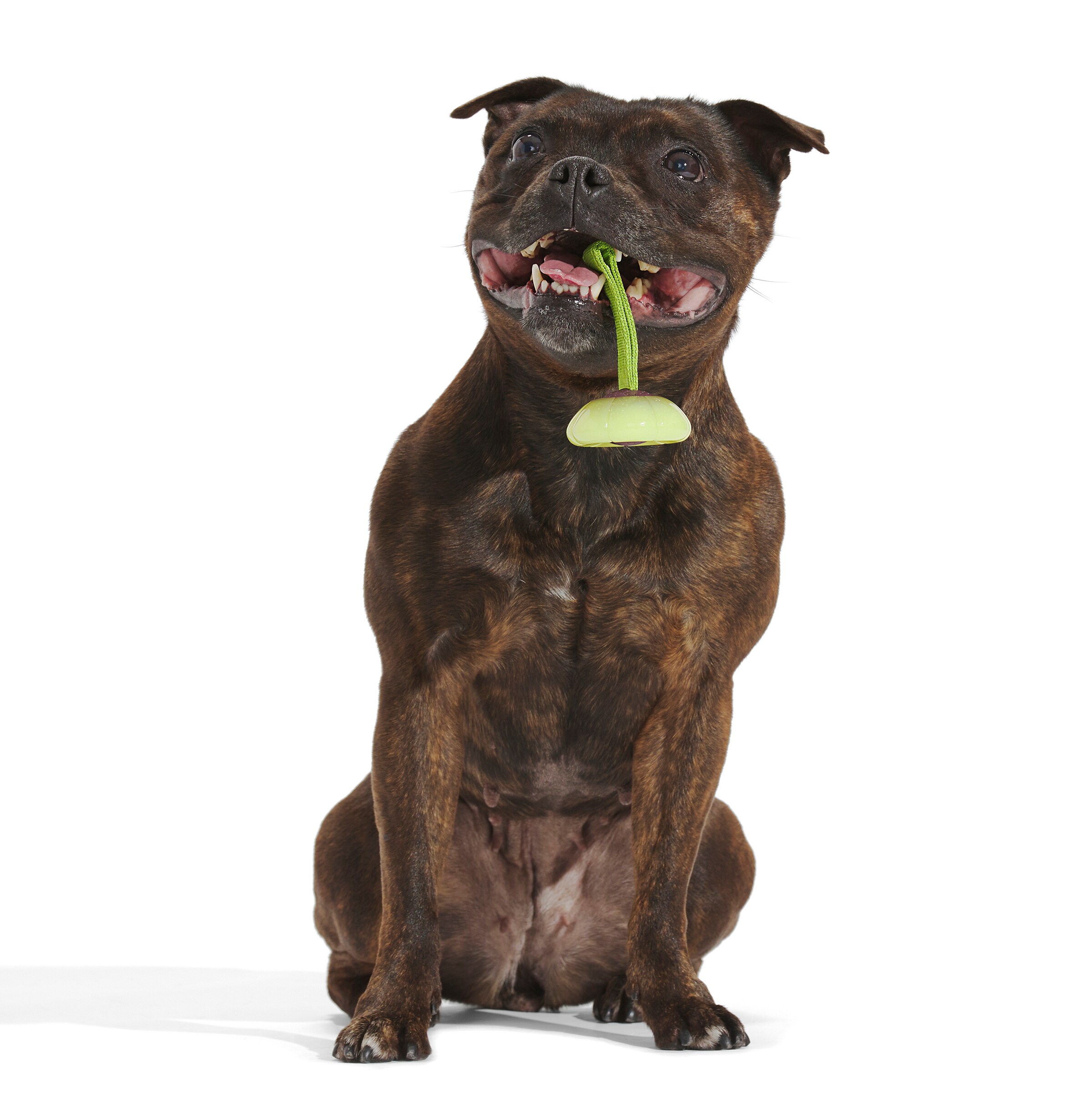 BARK 214995 Dog-Toys - View #4
