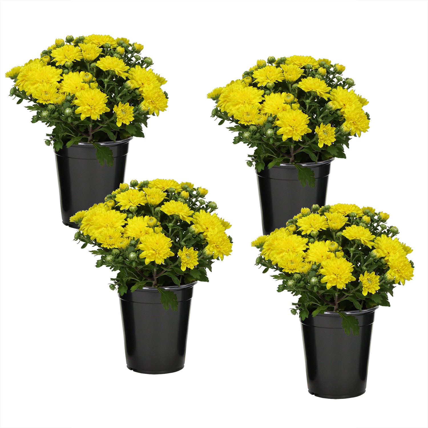 Altman Plants 0881144 annuals - View #7