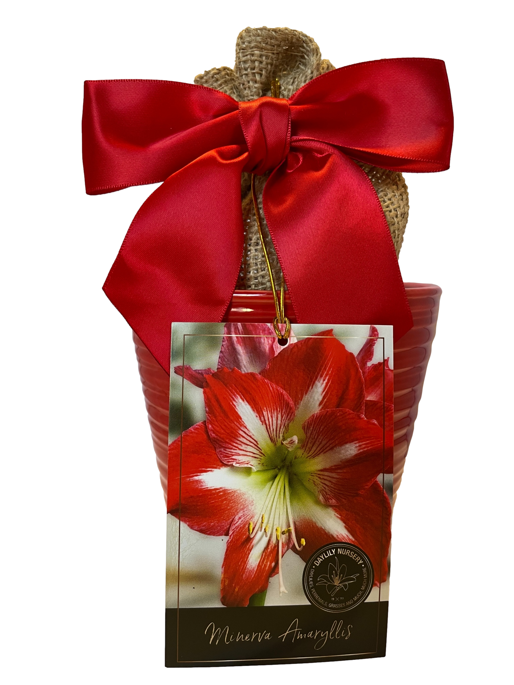 Daylily Nursery 22037 Red Amaryllis Plant in 1 -Pack Plantable container 1 -Pack