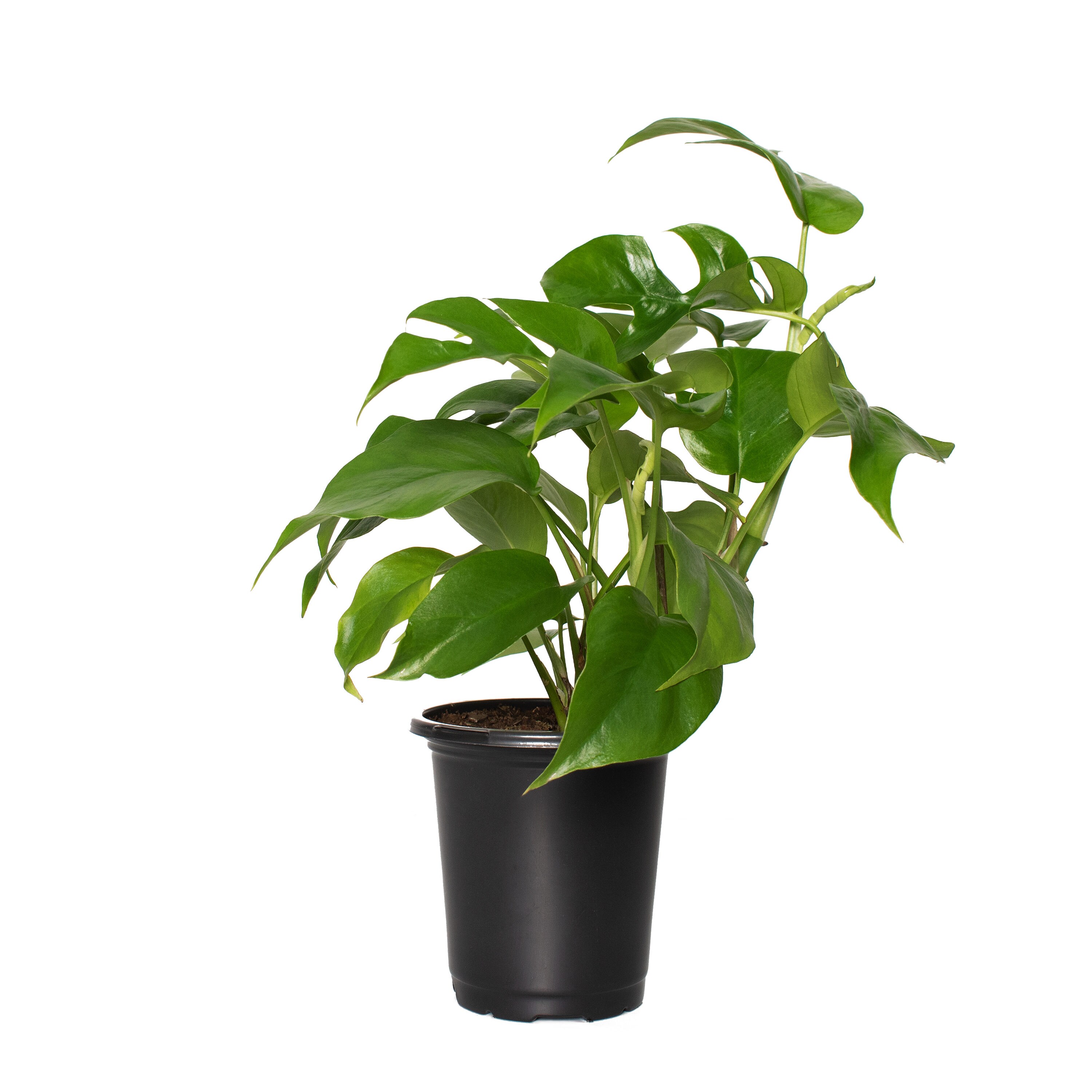 National Plant Network LW1364 hseplants - View #3