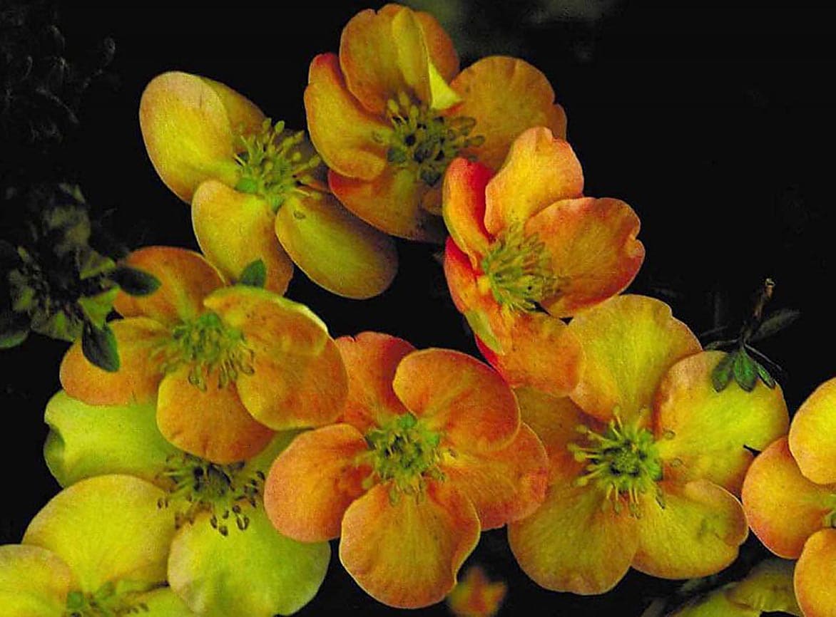 Monrovia 066742 Yellow Sunset Potentilla Flowering Shrub in In pot (with soil)