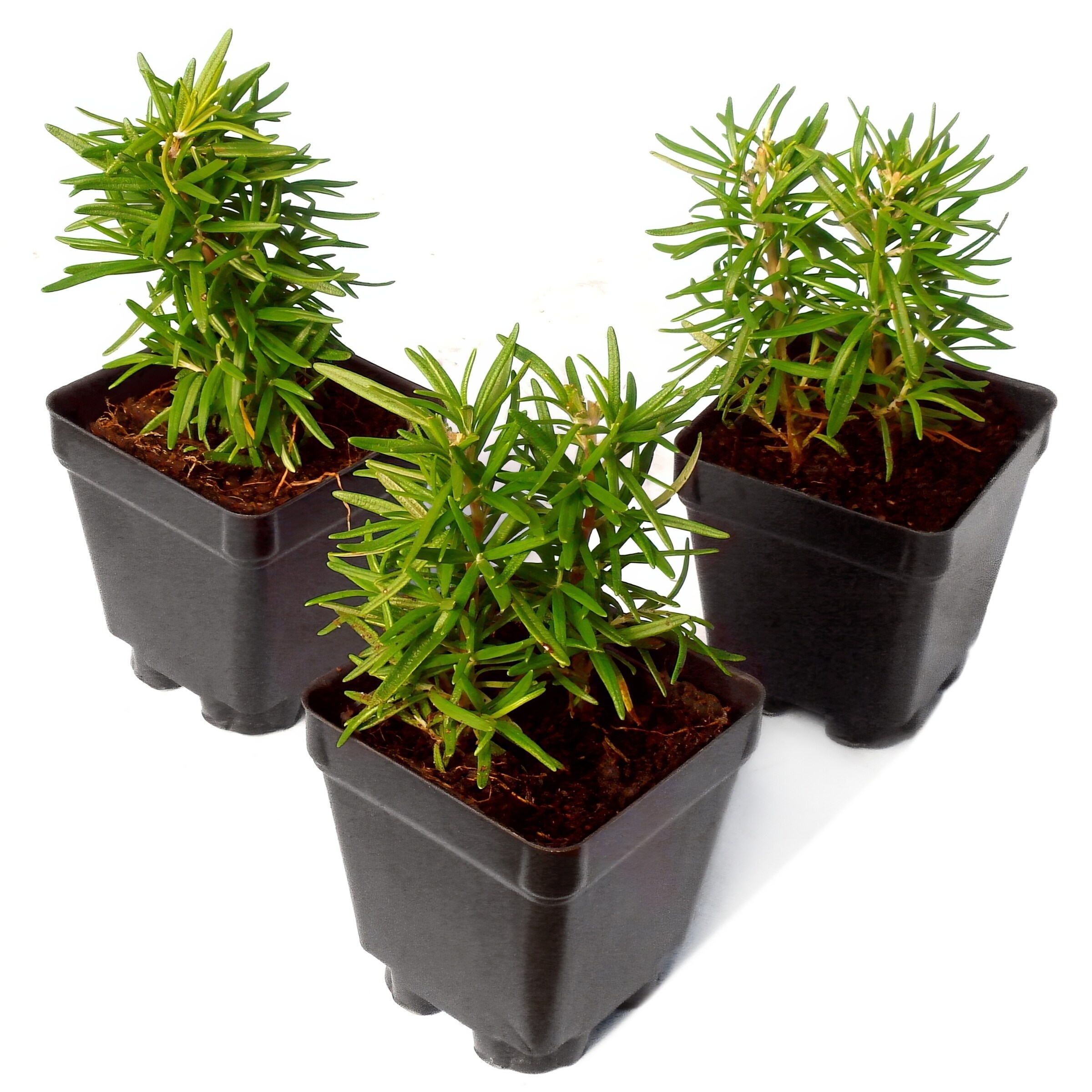 National Plant Network LW1722 perennials - View #7