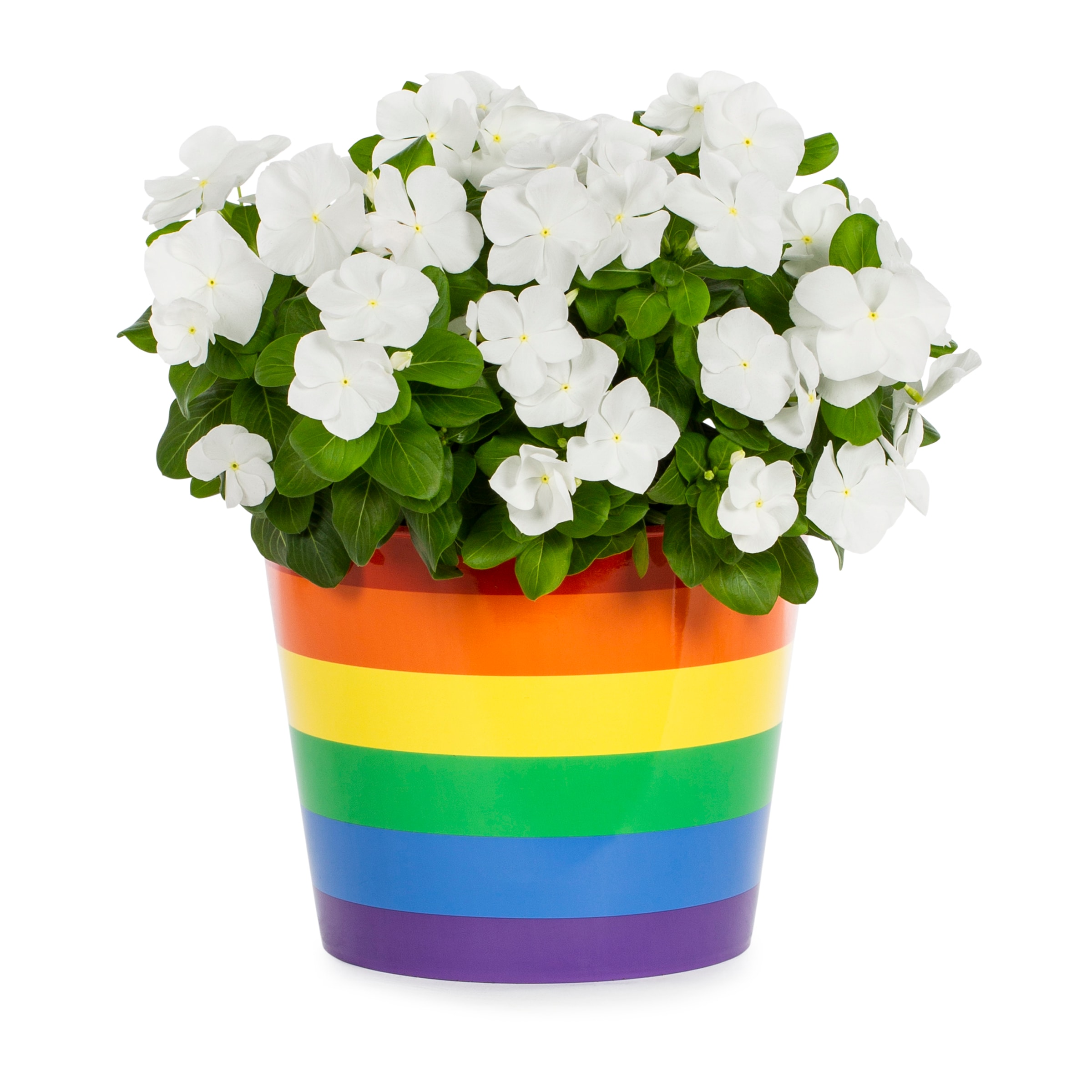 Lowe's NURSERY Multicolor Vinca in 3.00 Quart(s) Planter